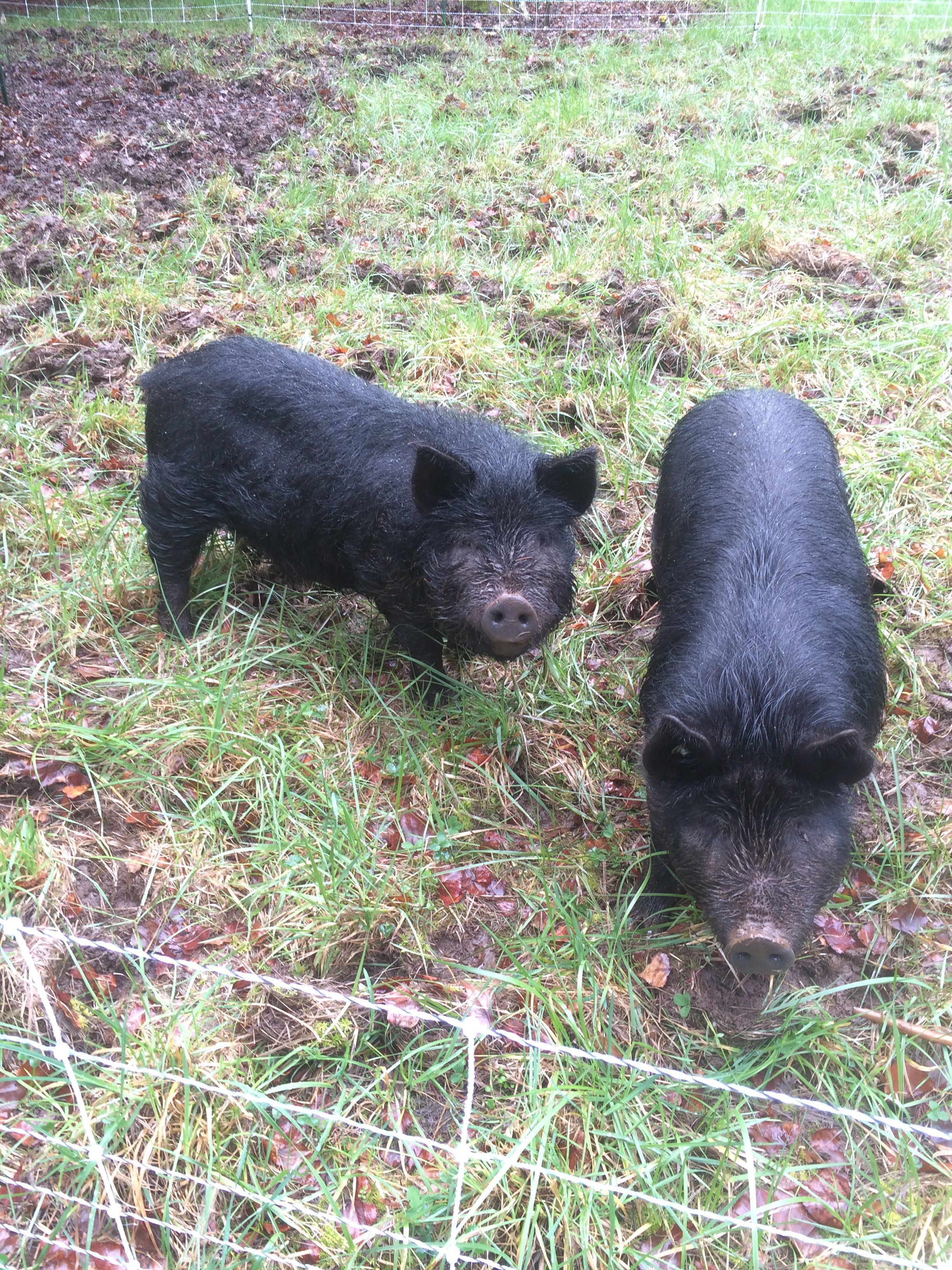 We got a mobile electric fence. The pigs are enjoying moving around once a week. The female one is on the right.