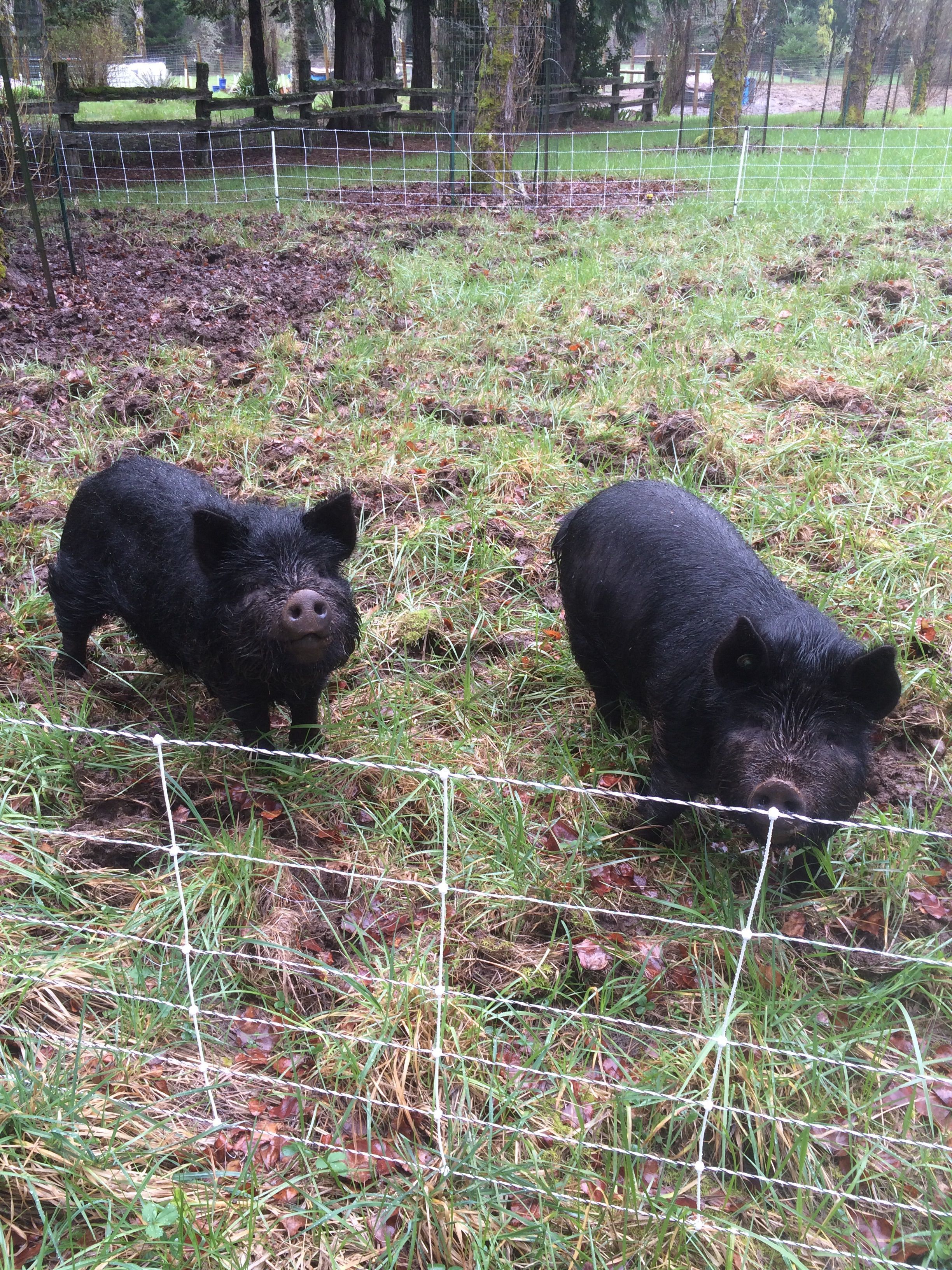 We got a mobile electric fence. The pigs are enjoying moving around once a week. The right one is our female.