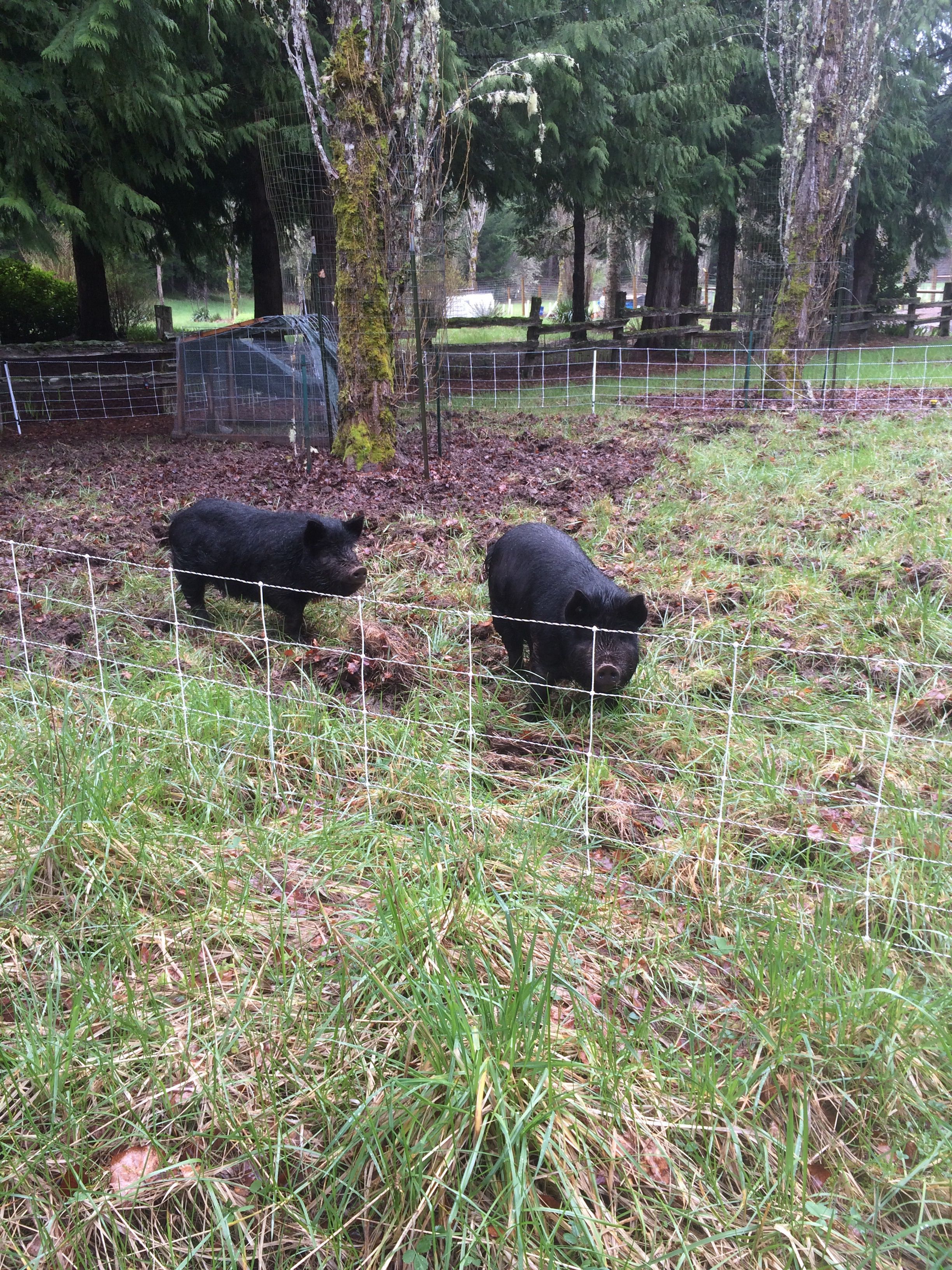 We got a mobile electric fence. The pigs are enjoying moving around once a week.
