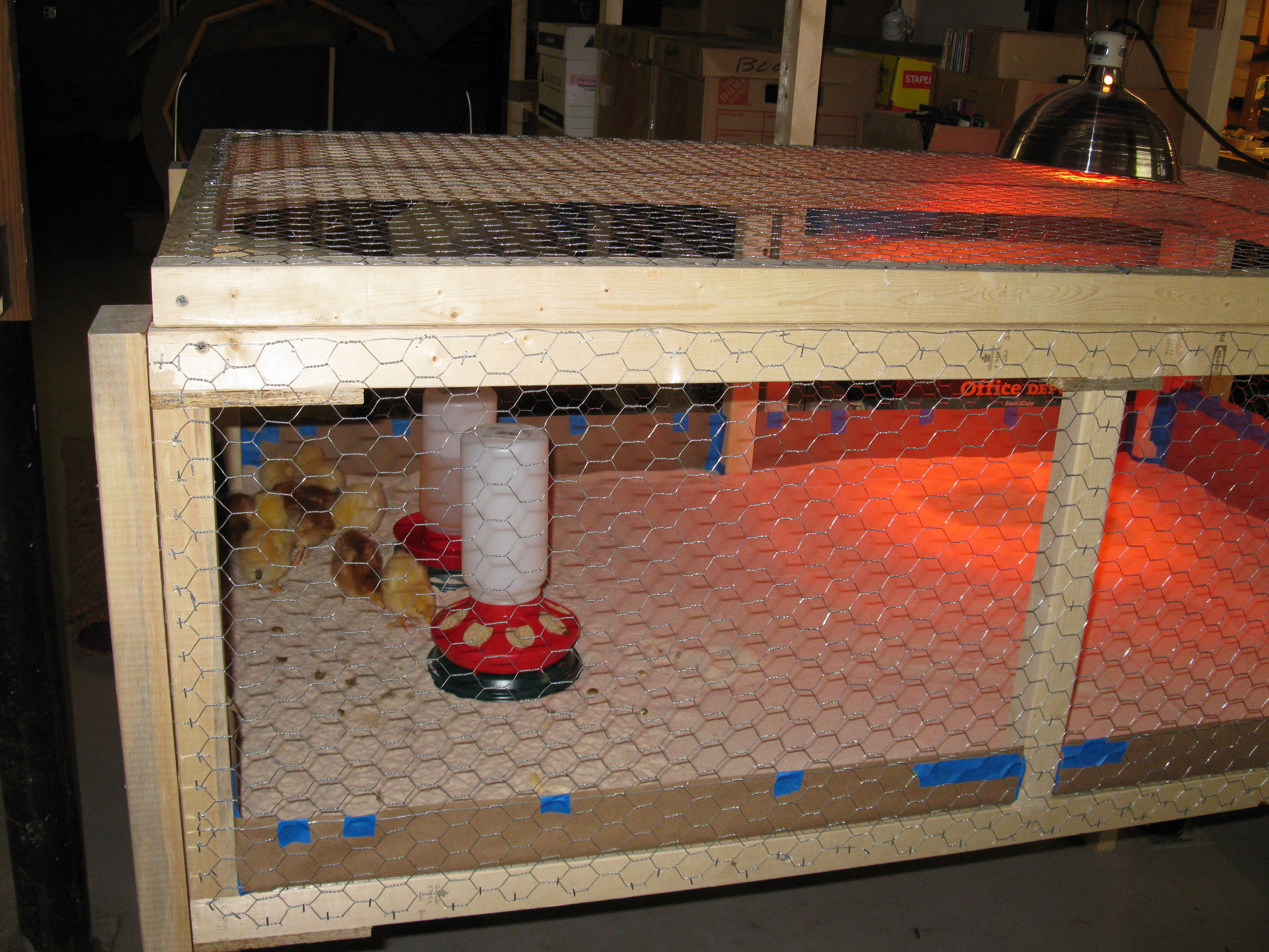 We got nine chicks when they were 2 days old from a local family owned farm supply.  Five Buff Orpingtons and four Rhode Island Reds.  One of the RIR turned out to be a rooster.