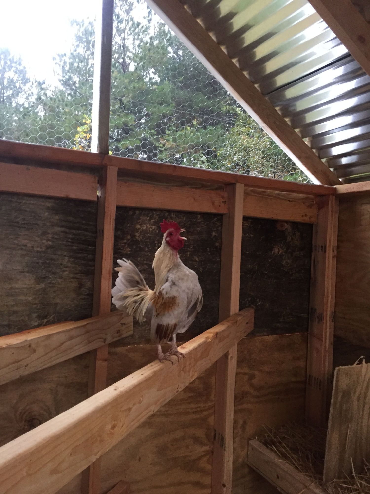 We got ole Pepe back. He has the new coop to himself until we get the chicks raised. Cock-a-doodle-doo!!