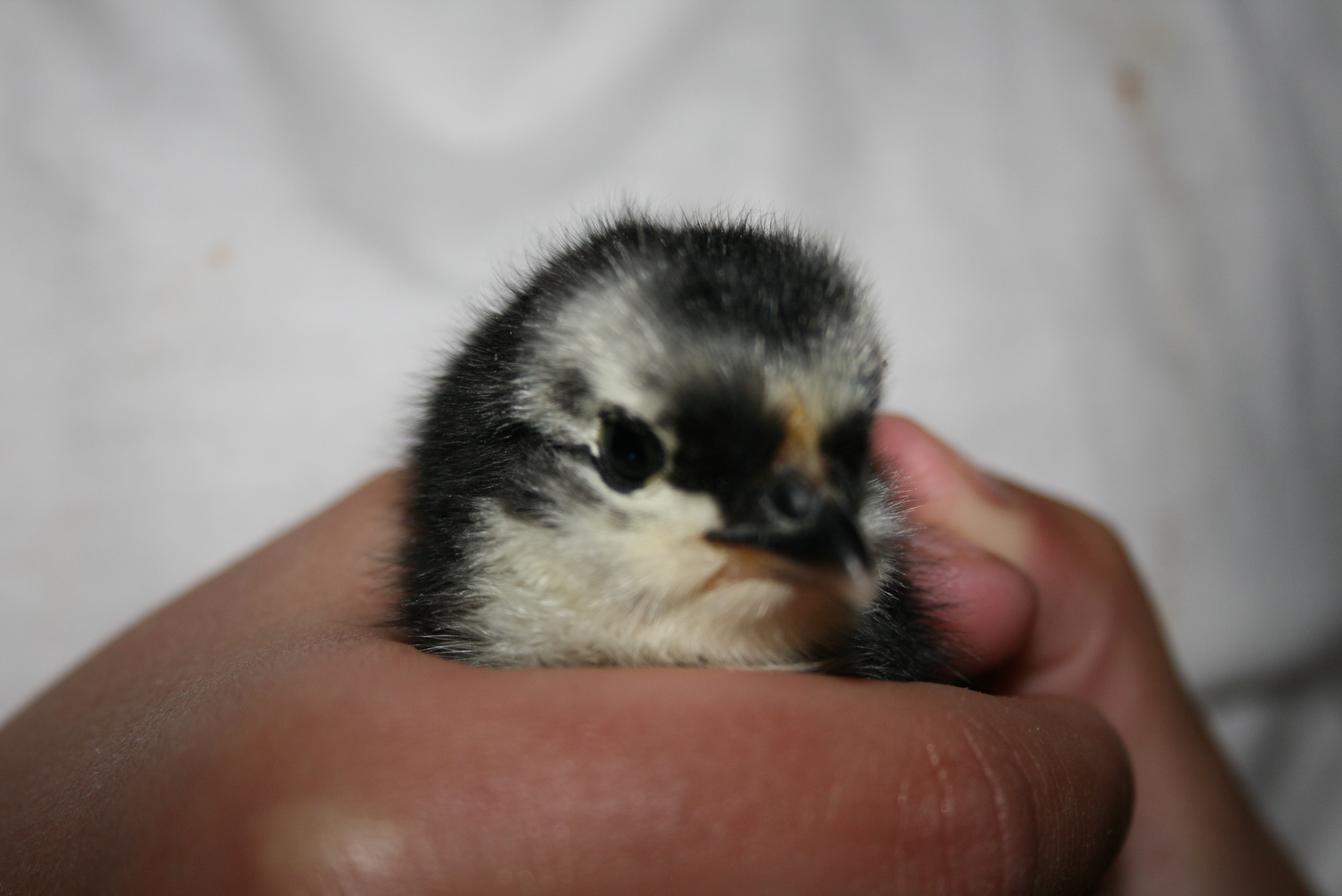 We got our second order of chicks (just 2), a week after the first 4 arrived. Two Black Astralorps.  Very cute.  This one is Ms. Popper (as in penguin.)
