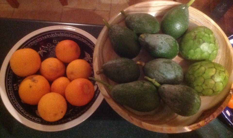 We got so many eggs, we traded some for avocados and oranges!