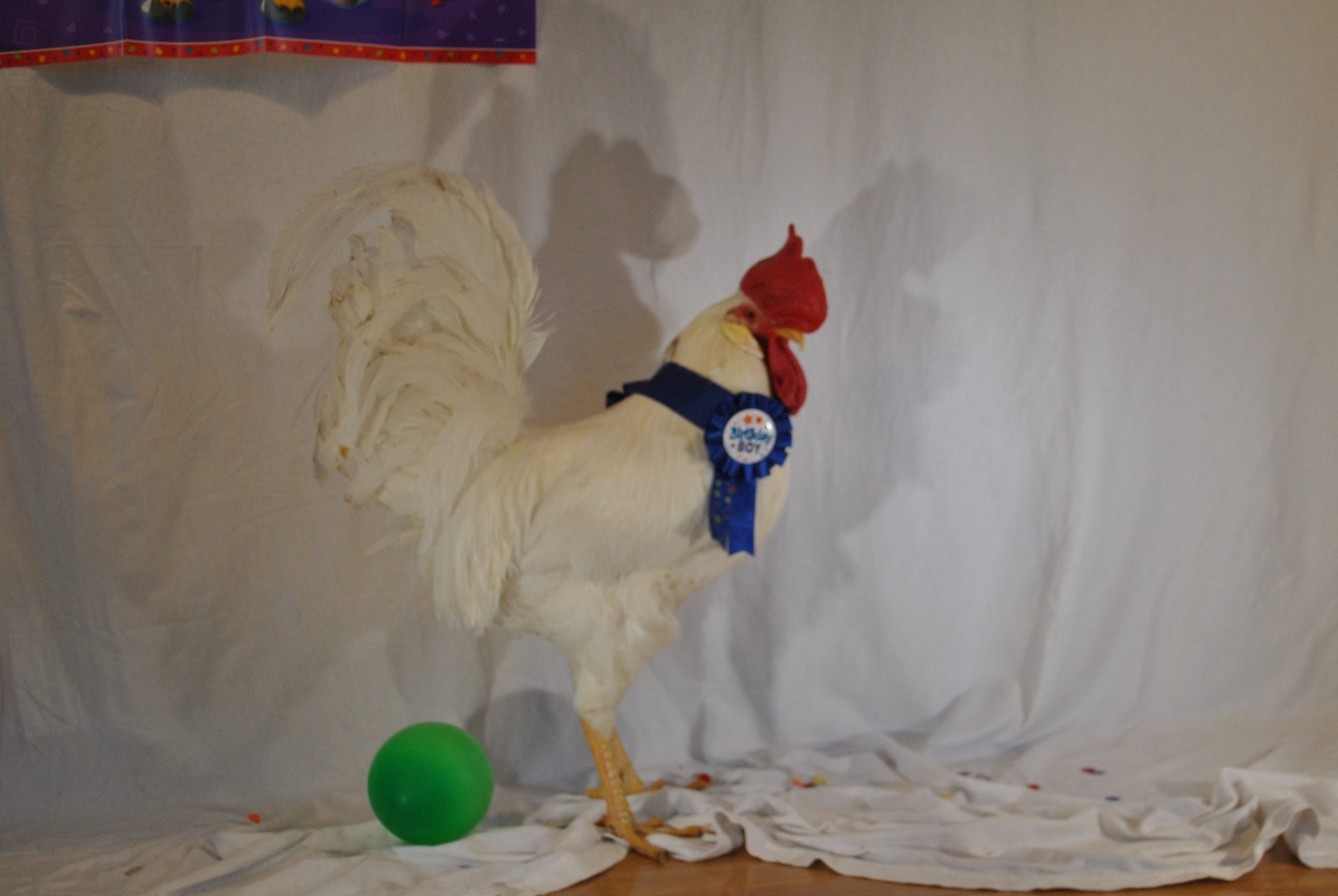 We had a birthday party for Elliot! (AKA Bocky)