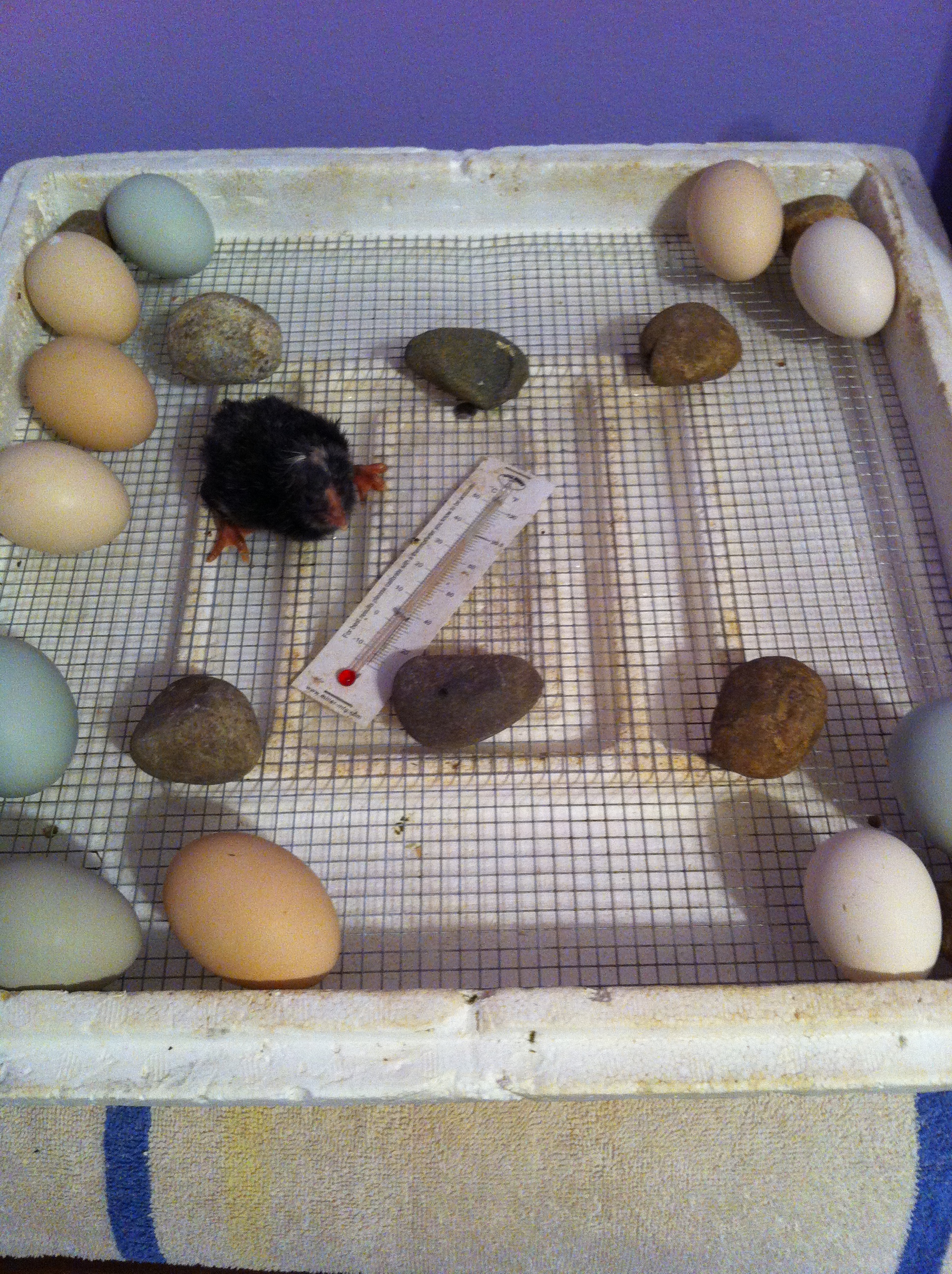 We had a early hatcher. We had a total of 9 chicks that hatched.