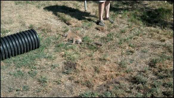 We had been having a little predator problem which my DH resolved this morning. We lost a few of our laying hens that free roam during the day to this nasty little fox. He was very sick with mange which explains why he was out during the mid-morning hours. Thank goodness he didn't get any of my javas or nankins.