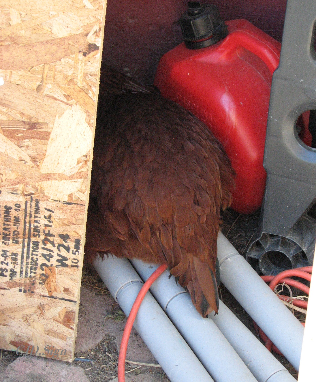 We had Burn laying in the wood and parts for the large chicken coop.