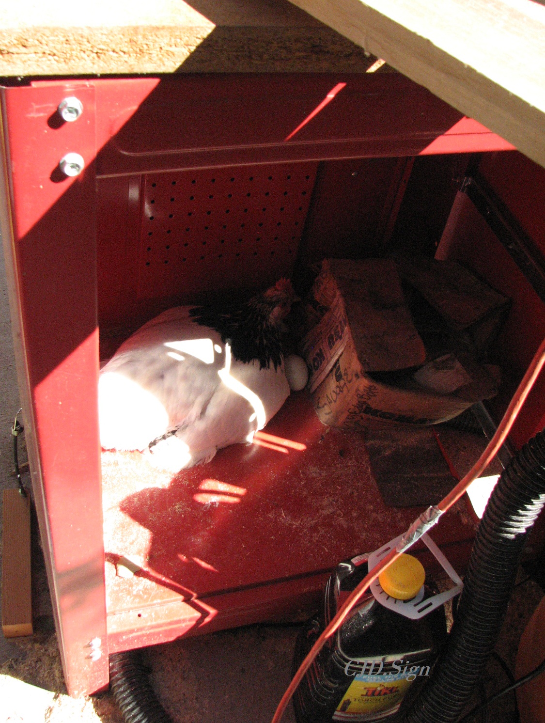 We had Henny Penny flying over to the back neighbor and laying her eggs in their down stairs window well. And when we stopped that with larger fencing (over 8feet) she laid in the work cabinet like Shark did!