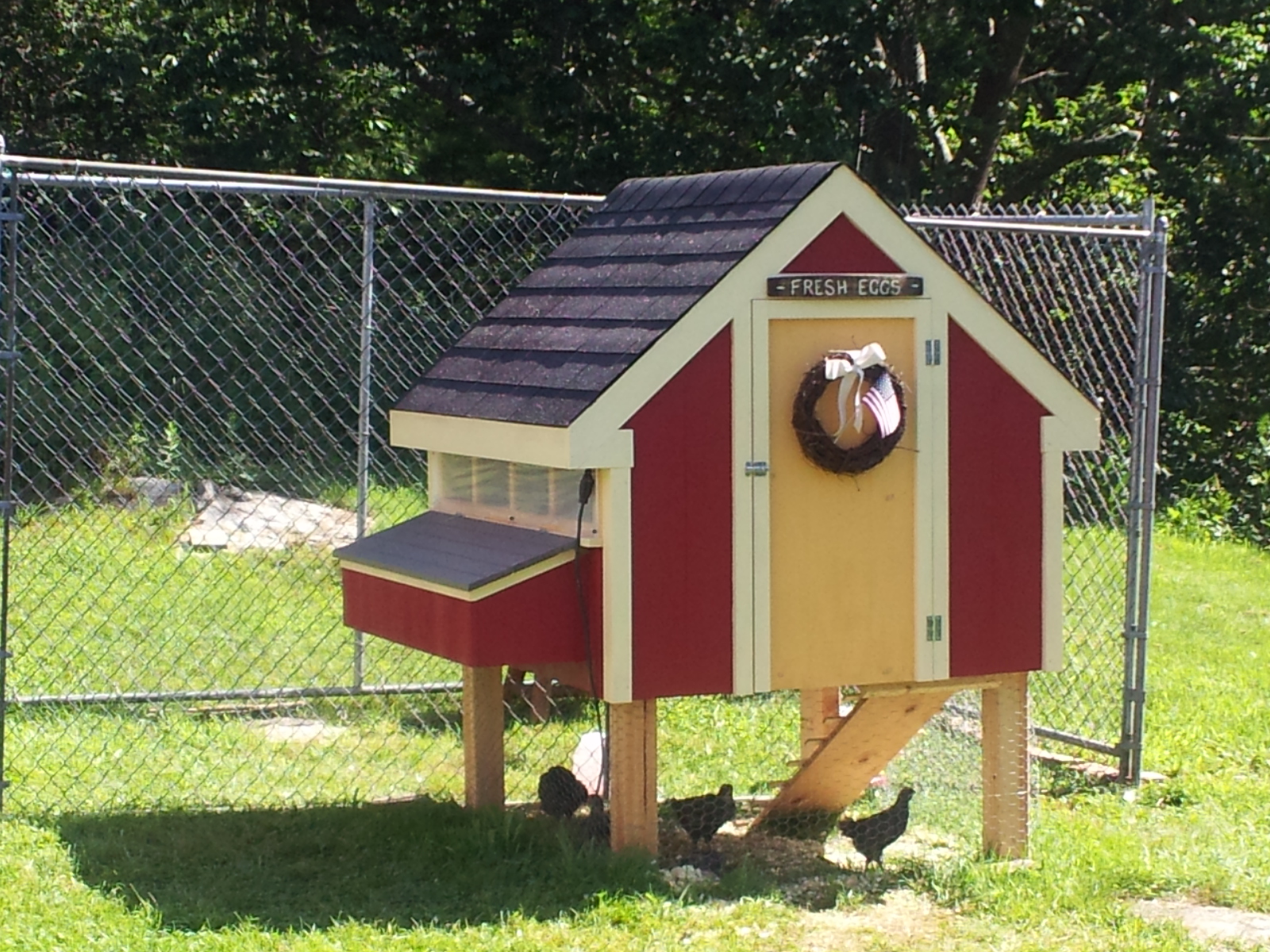 We had this little coop built for our 6 new Barred Rocks, (June babies). We then added the dog enclosure to the back with a cut out for extra roaming space. Working on a permanent cover for shade and hawk protection.