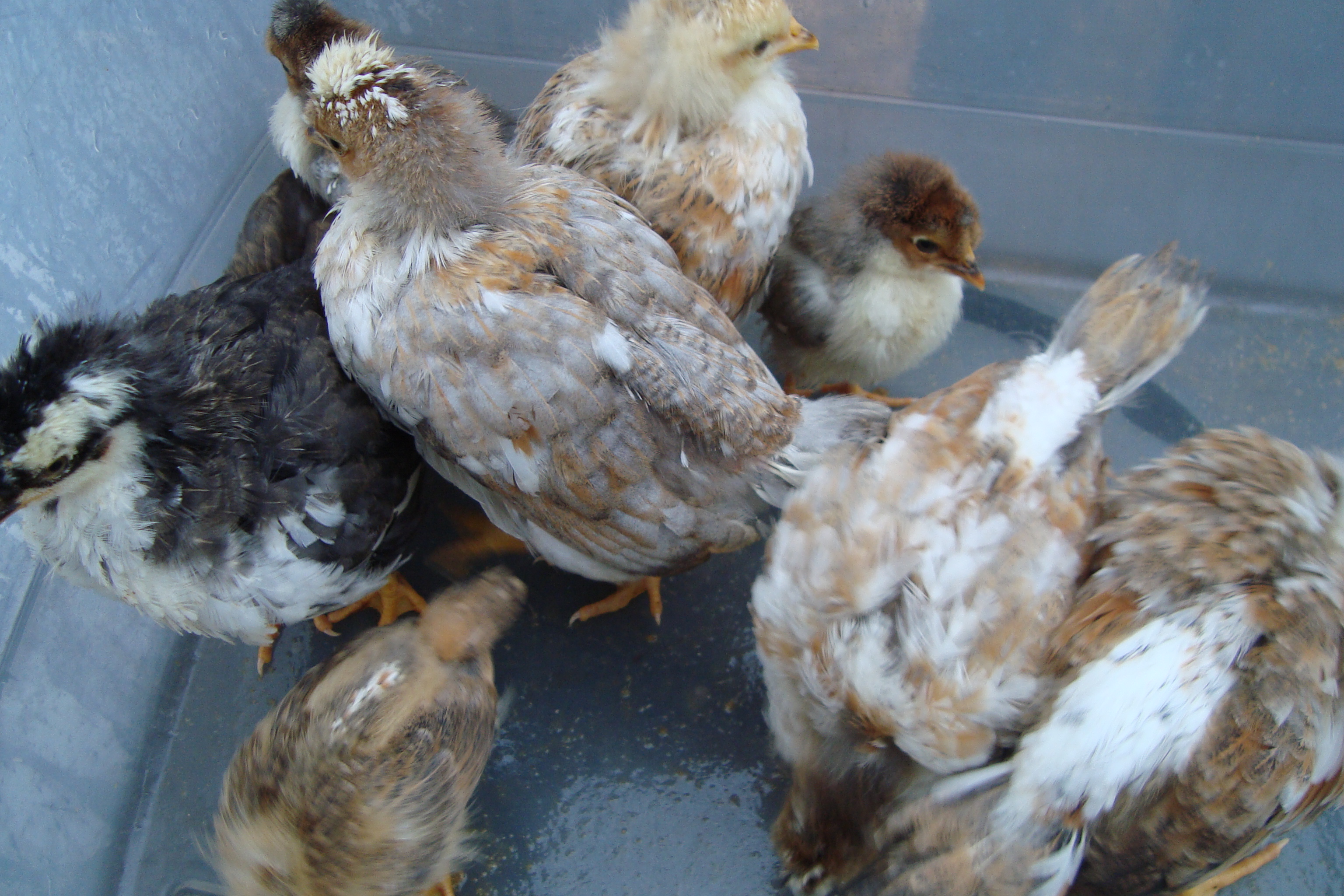 We hatched 2 sets of Swedish Flower Hens, they are only 1 week apart but their size difference is amazing!