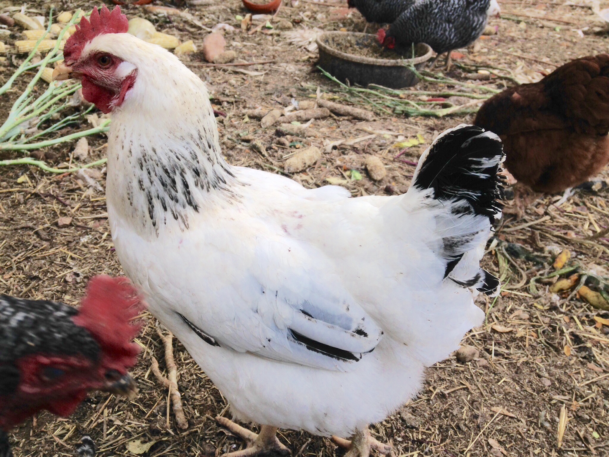 We have 5 delaware hens.....hard to always tell them apart.