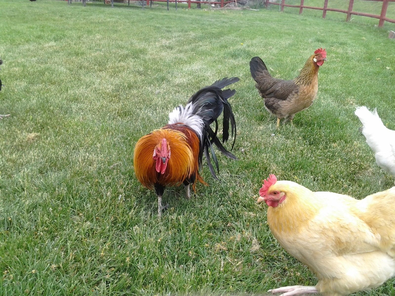 We have 8 hens and one Bantam rooster. We have one brown Ameraucana, one white leghorn, one Welbar , Golden Nugget, two Polish with white fros. One little black Brama with feathers on its feet and one Barred Rock.