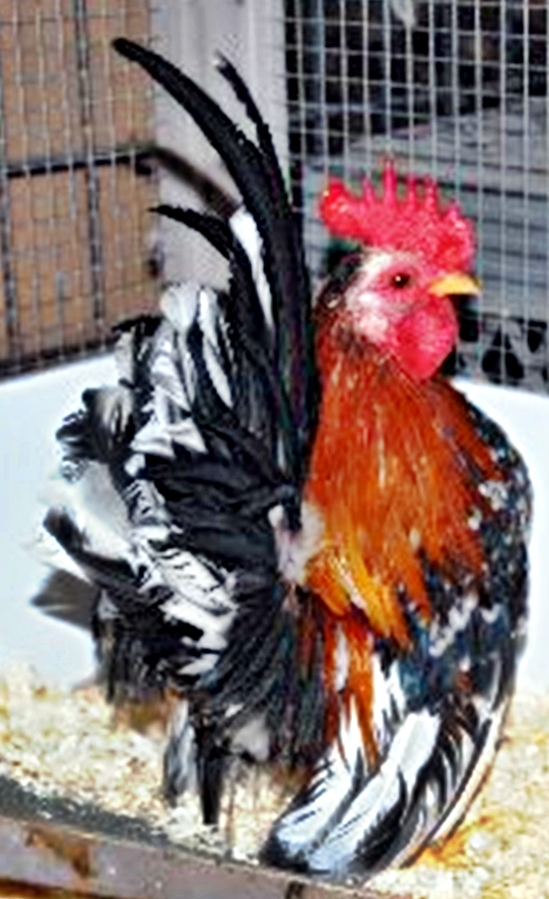 We have a cockerel out of this cock, we call him "Spanky".we will see later this spring how he is turning out. The roo is our line, but was purchased as a new hatch chick, the owner is kind enough to give me eggs sired by him, which one we kept named Spanky, and he will carry this roos lines here.