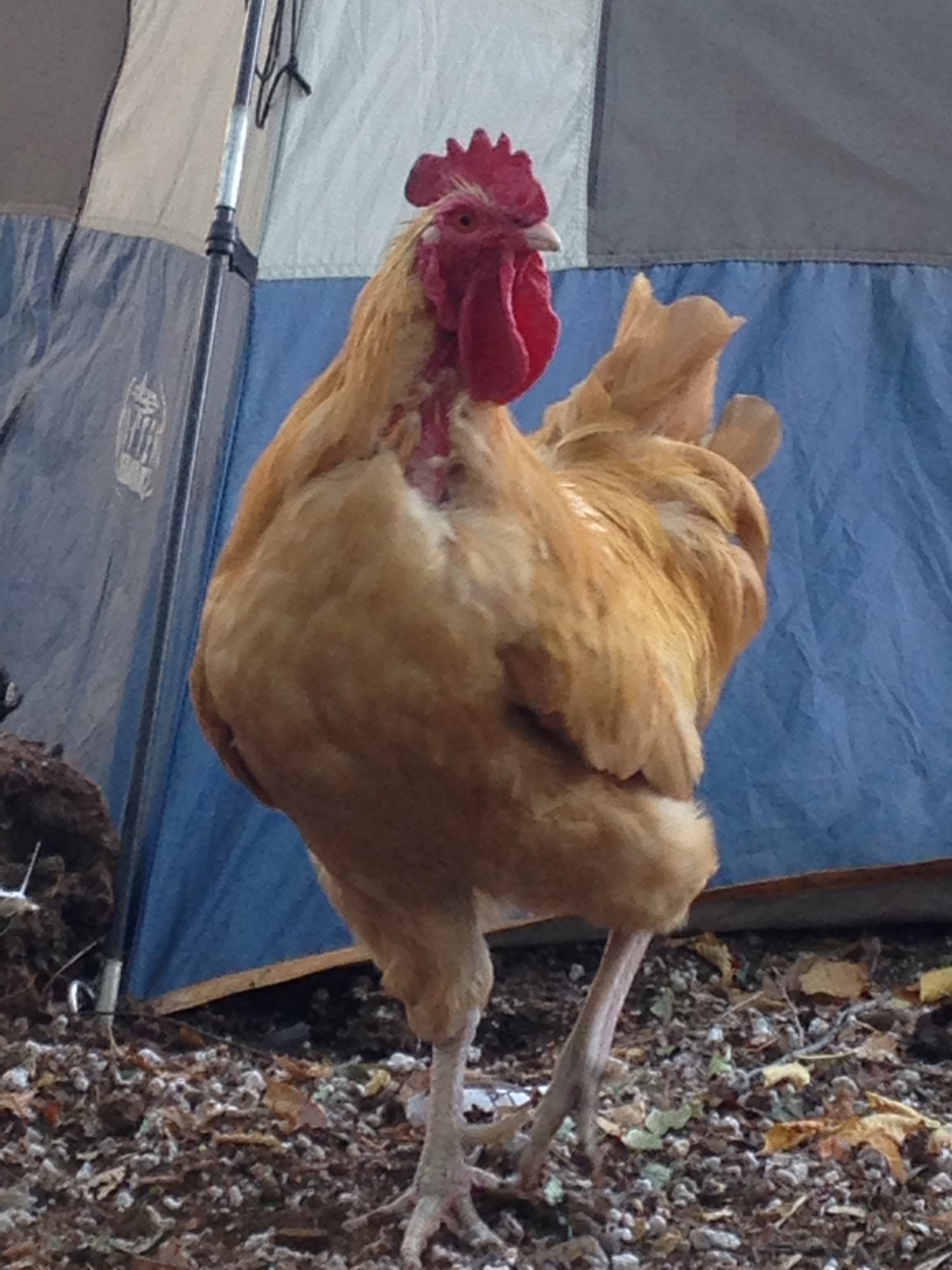 We have a feather eating hen that will be processed soon. She targets Rocco's feathers on his breast area.