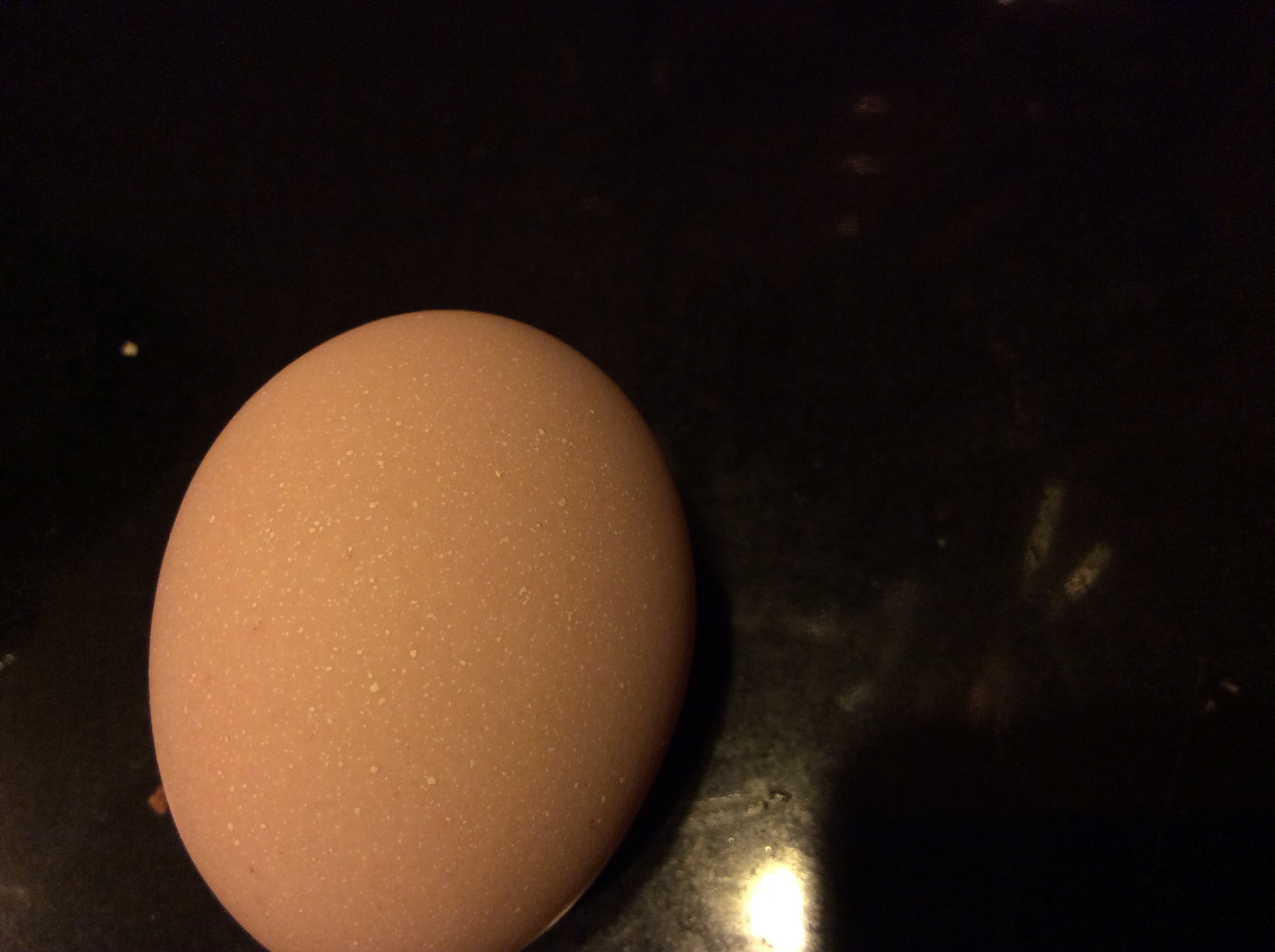 We have a second layer!  This one is pink with white speckles!  So pretty, I hope all her eggs are like this.  Any ideas who might be laying it?  A Silver laced Wyandotte?  Or Chantecler?