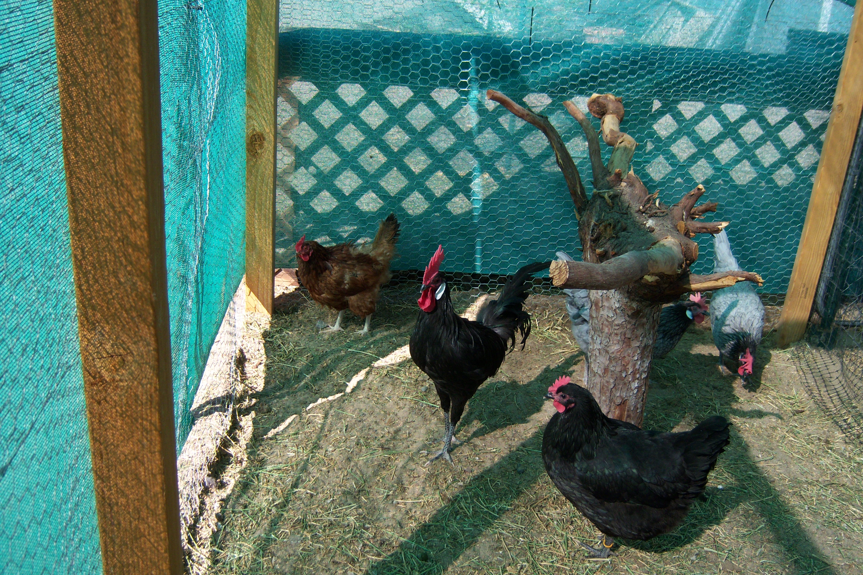 We have add 8 Squaws (hens) and 1 Brave (rooster) to our little chictaw tribe.
