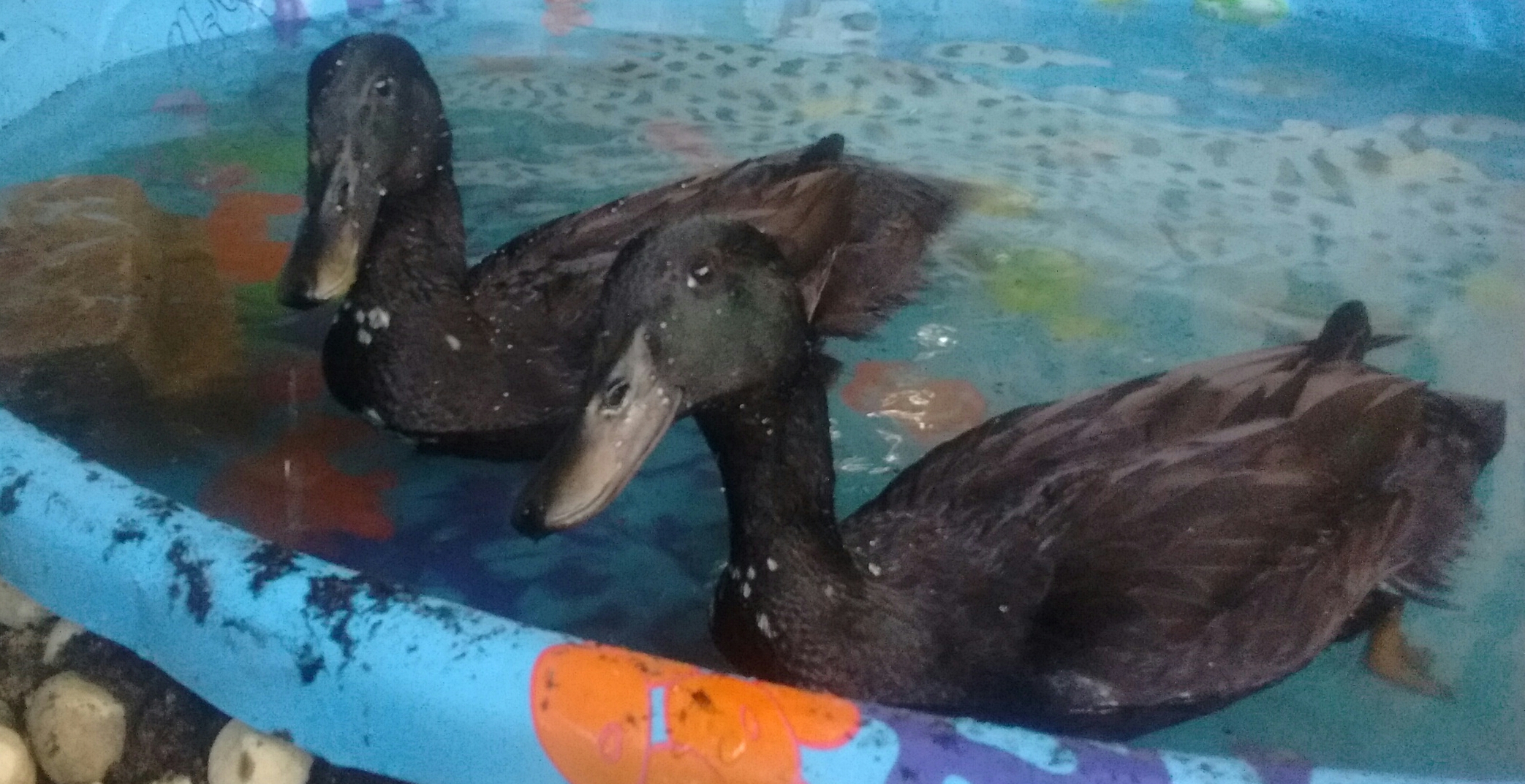 we have ducked
