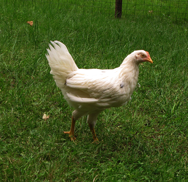 We have noooo idea what this chicken is.