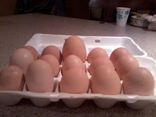 We have one older chicken (one of our 3yr old chickens) that is laying strange, long eggs. You can see the 3.5oz egg in the back.