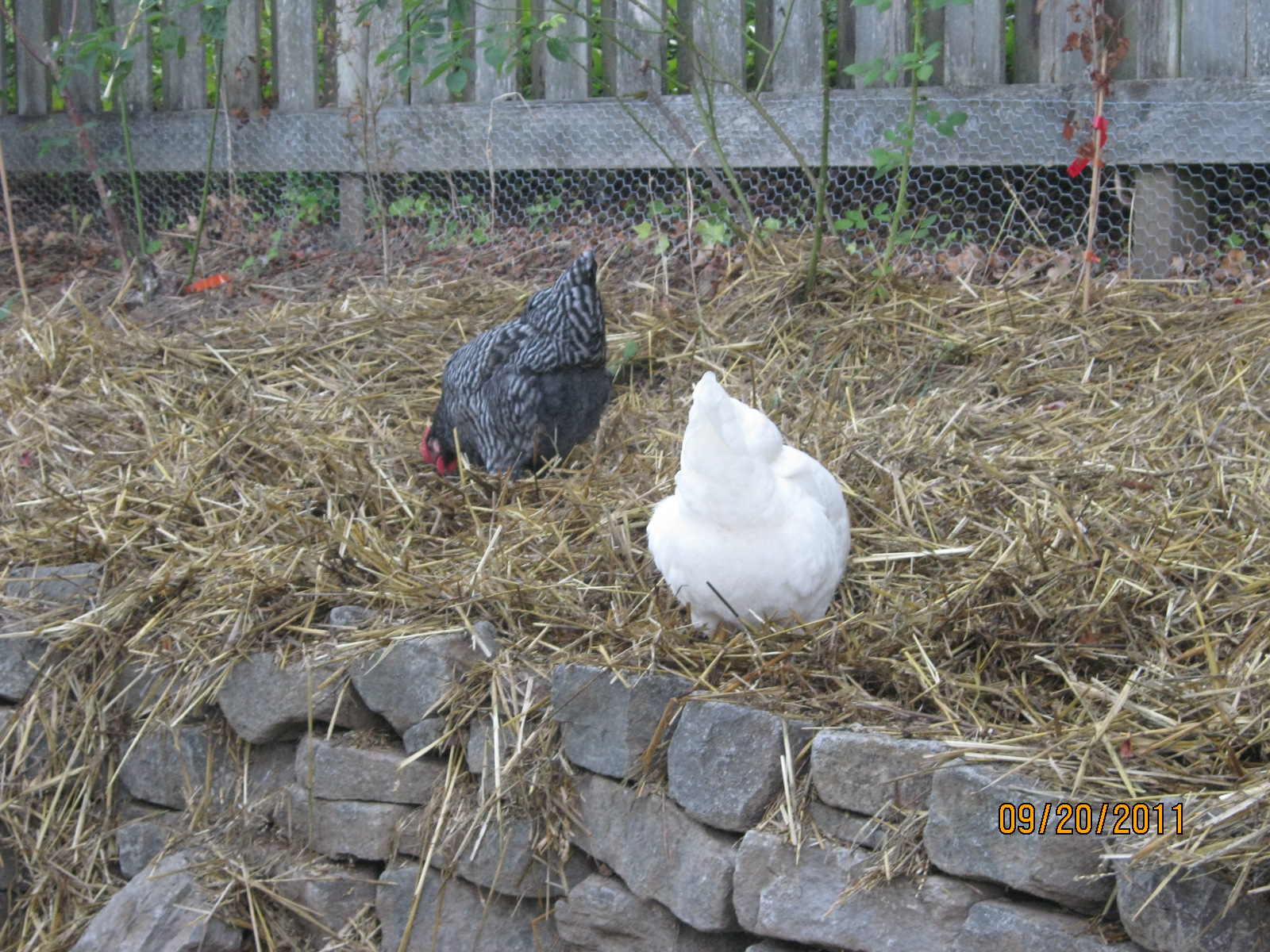 We have straw on some areas, which has seeds in it that they love and they love digging in it