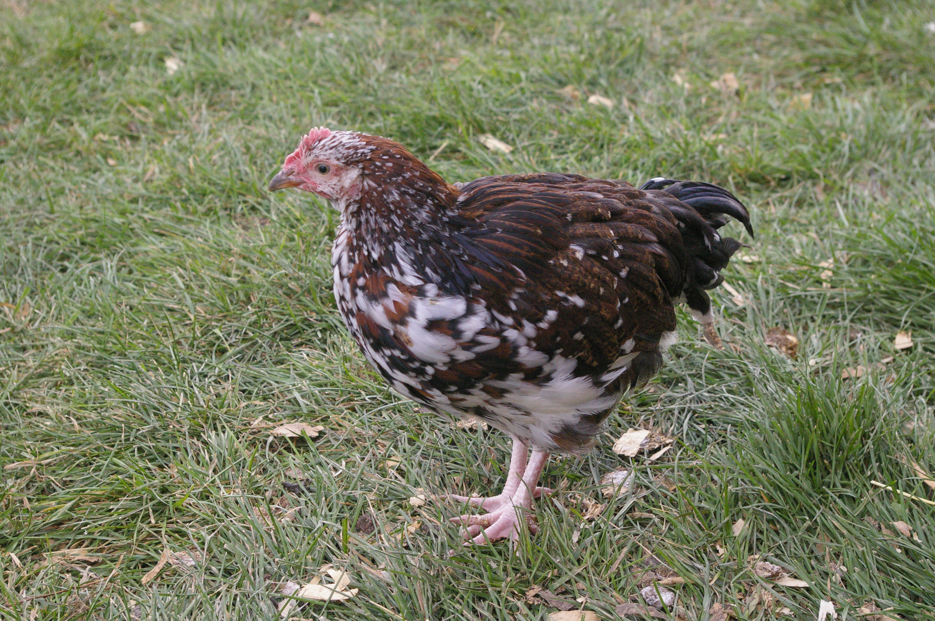 We have two Sussex's they are quite entertaining, we are hoping they are both hens.