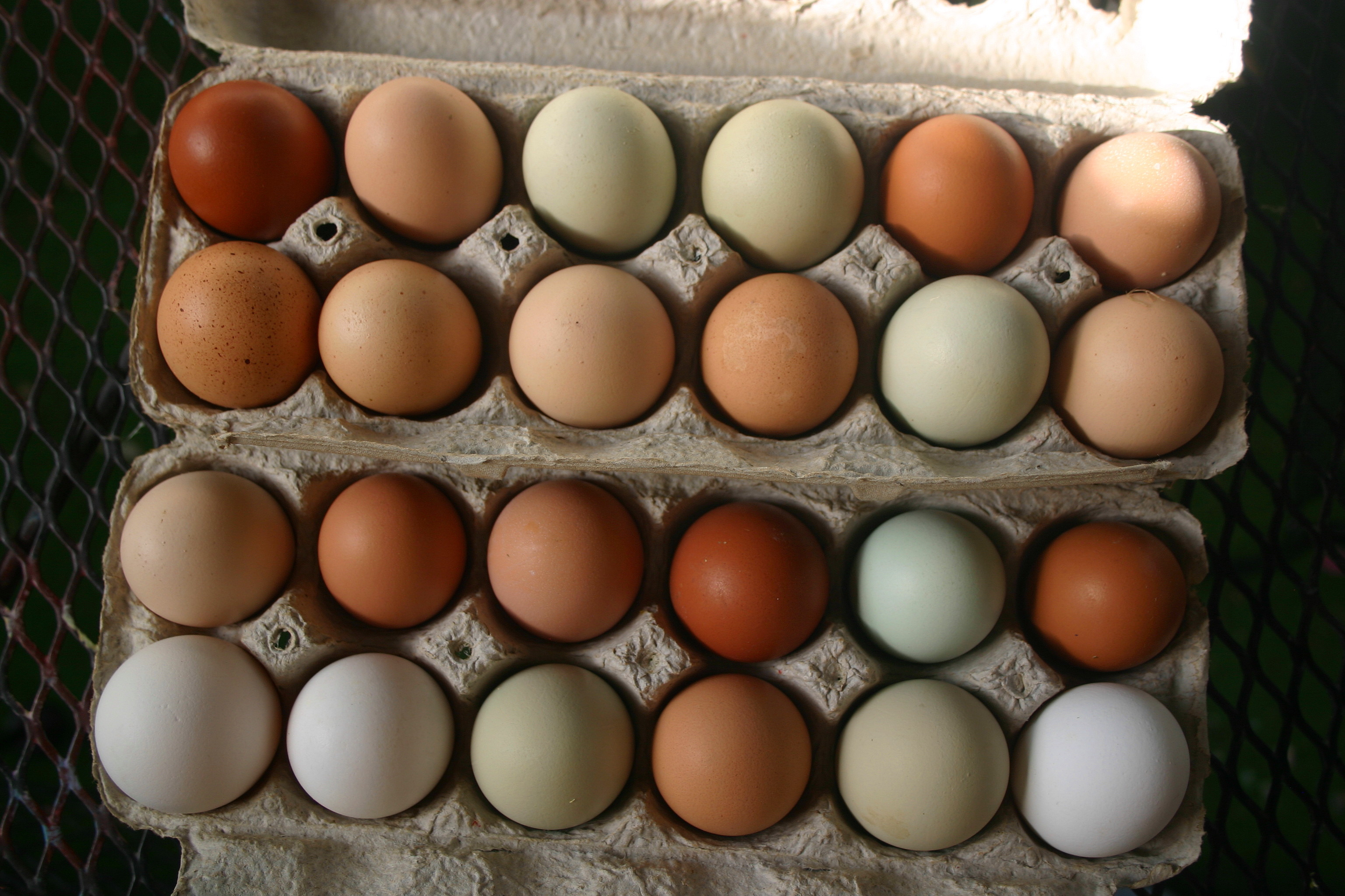 We haven't figured out who's laying the dark brown ones yet, we have just Black Austrolorps, white austrolorpes, gold sex links, Black sex link, Americanas and white leghorns.