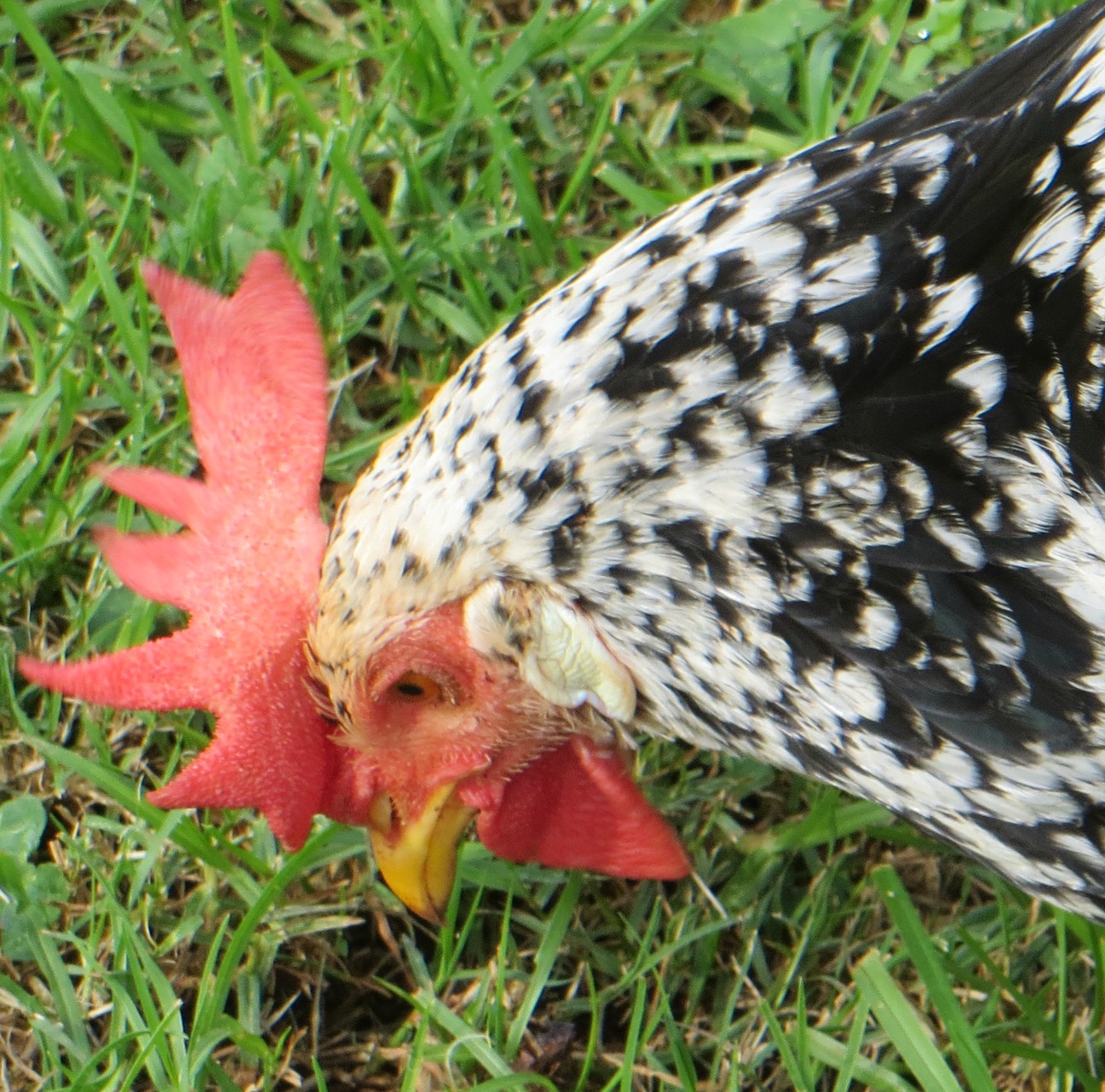 We honestly thought Freckles was a cockerel but he just started laying pure white eggs. Ancona