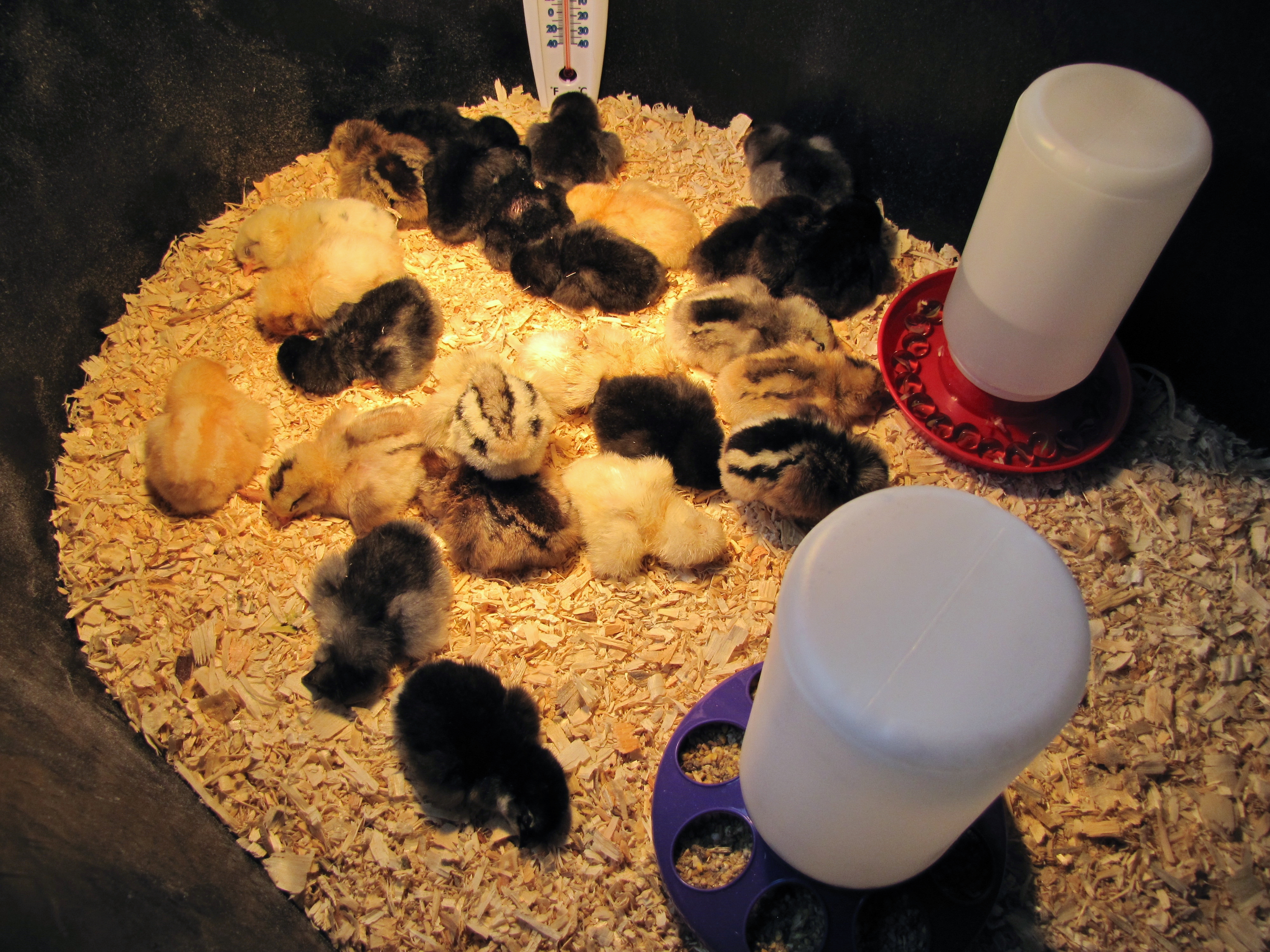 We just brought our newly hatched chicks home from a friend's home!  They are settling in nicely to their new brooder space.  Our whole family is so excited, this is our first time with chickens!