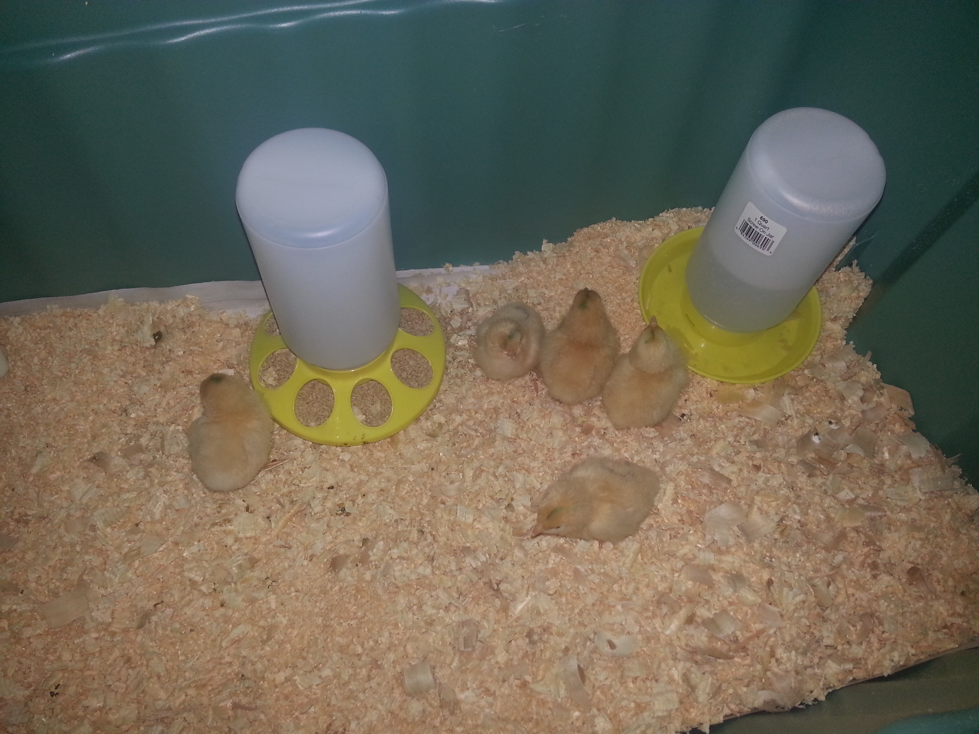 We just got our 5 new baby girls yesterday at 2 days old. The kids have been swooning over them since we brought them home. Pottsy, Lucille, Coconut, Rita, and Peach ♥♥
