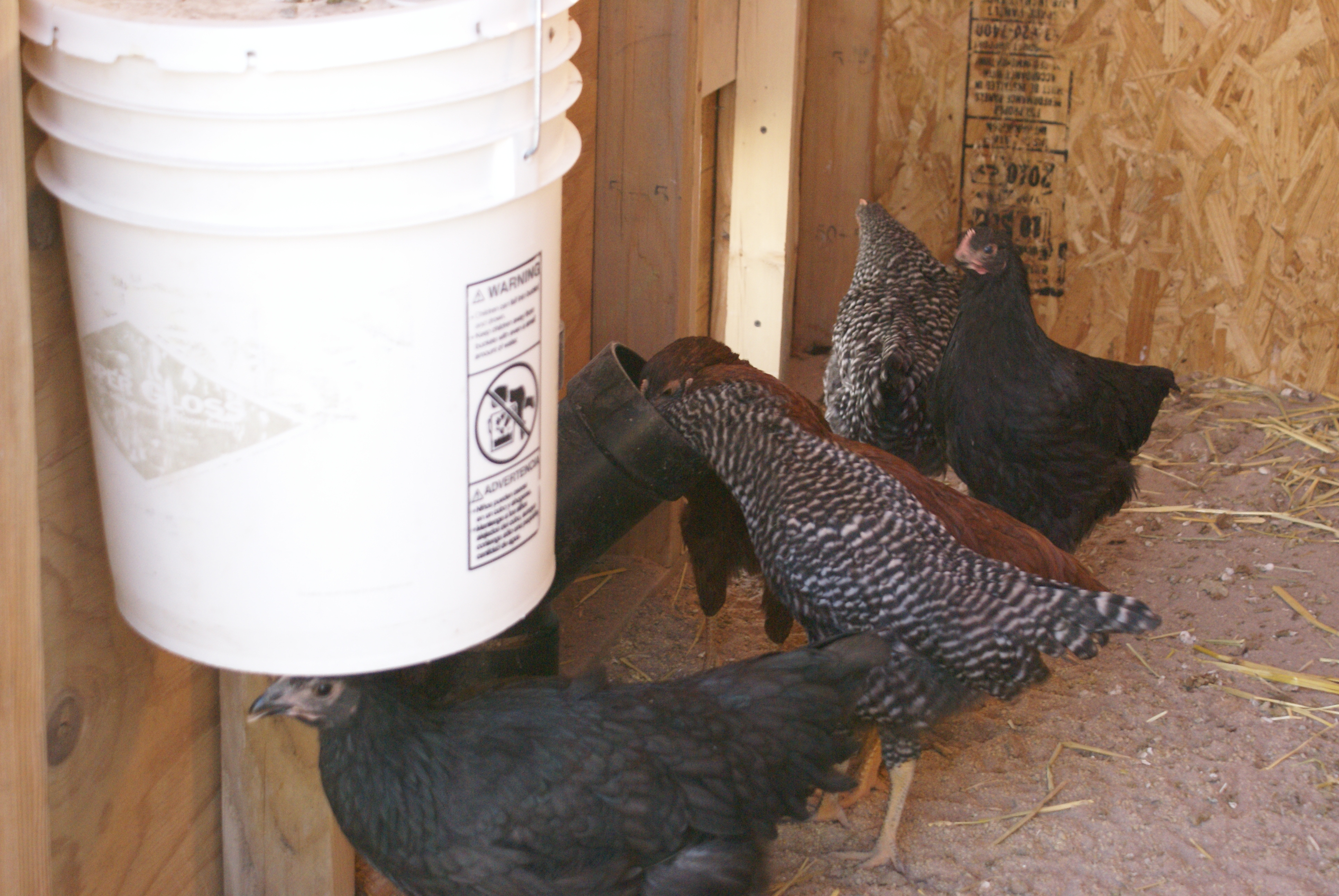 We just want to say we enjoyed making this coop,I want to thank BackYard Chickens, Because that is were we got some great ideals from, to build our coop (Our feeder & waterer )
And a big thanks to my wife you did a great job.