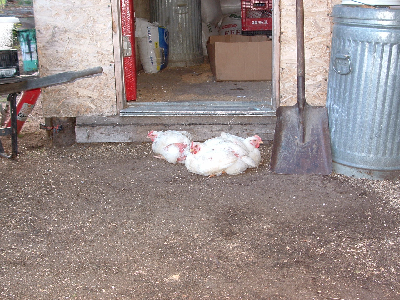"We know he goes in here and comes out with food for us"