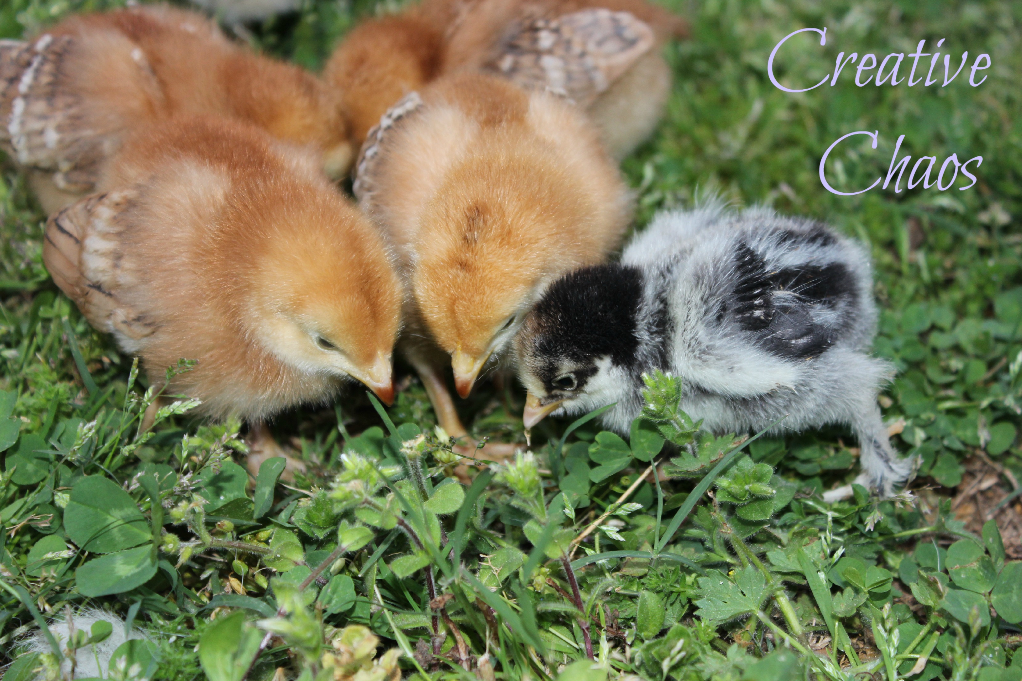 We lost the little grey one