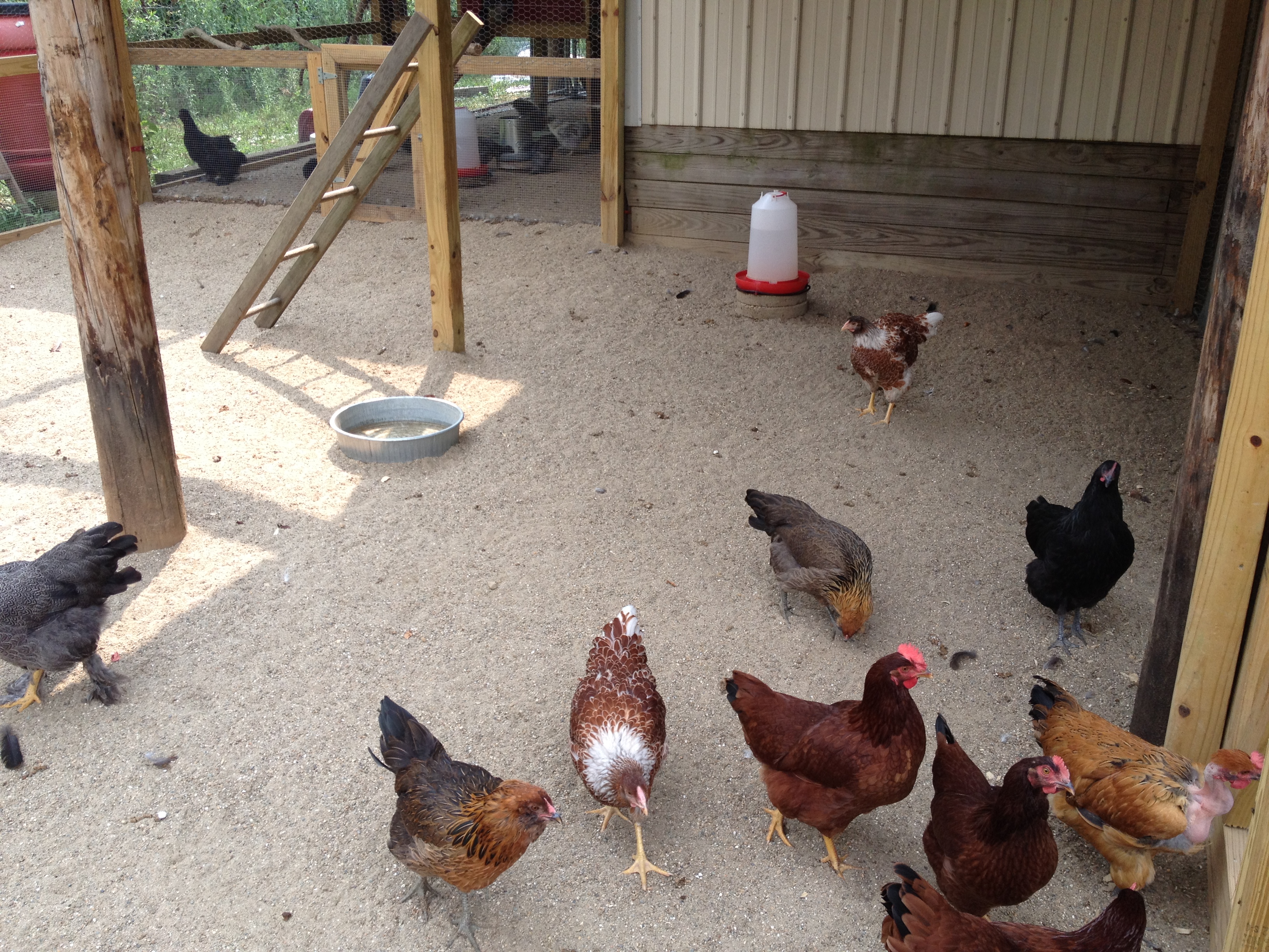 We love having sand in the runs and coops. Clean up is a breeze!
