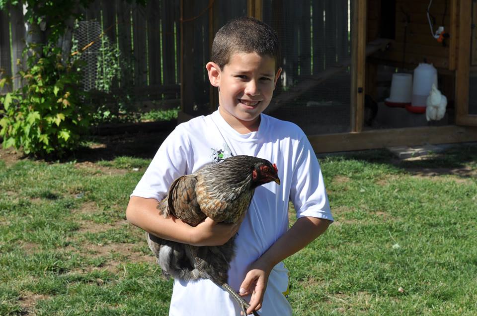 We love our chickens. During the day they are free to roam the backyard and at night they are protected by their coop. They are 7 months old and started laying colorful eggs. So far we have blue, green, and light tan colored eggs.