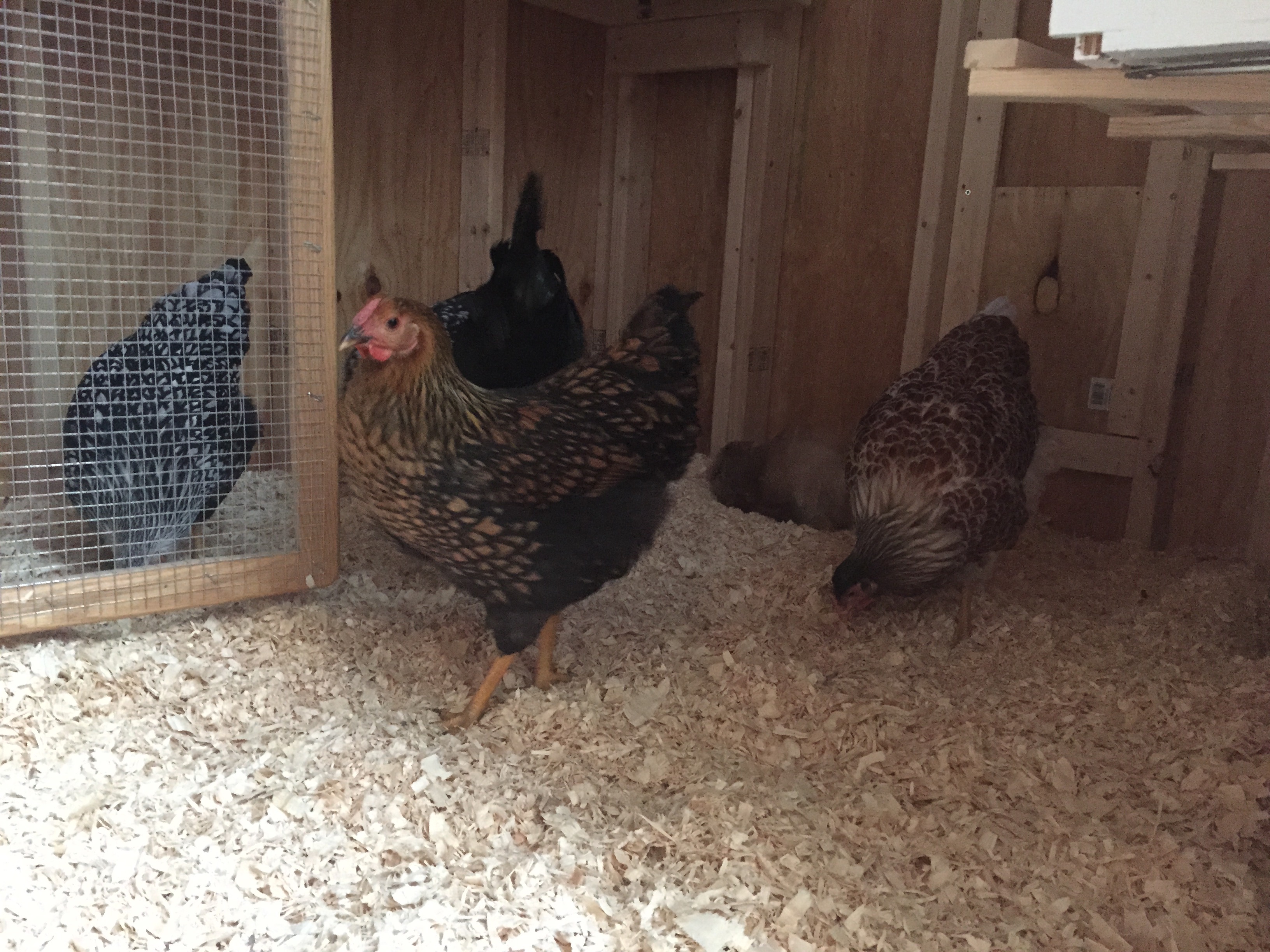 We moved the brooder right into the coop in the beginning to make their transition smoother, but they slept on the roost bar the first night.