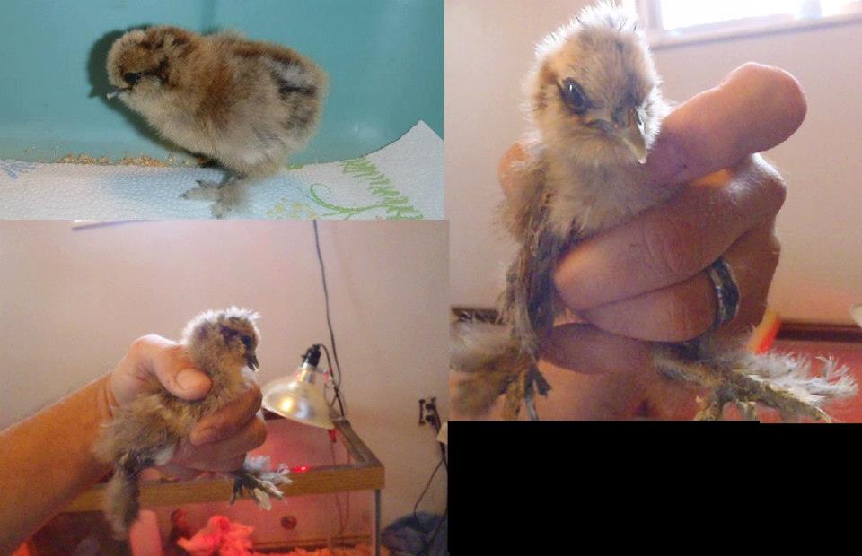 WE named her cheeps
