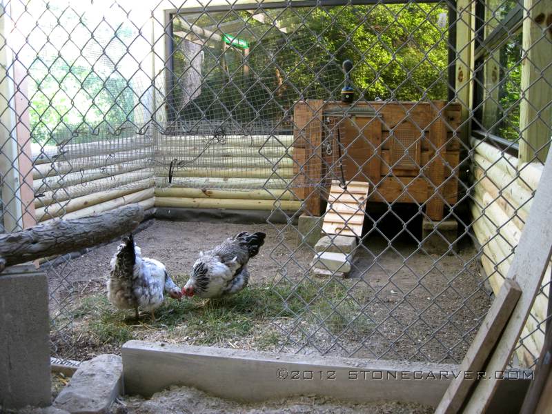 We opened a temporary pass through so Mossy and Goldie could get a look at the new section. We'll block it off when we get new chicks, to get them acclimated.
