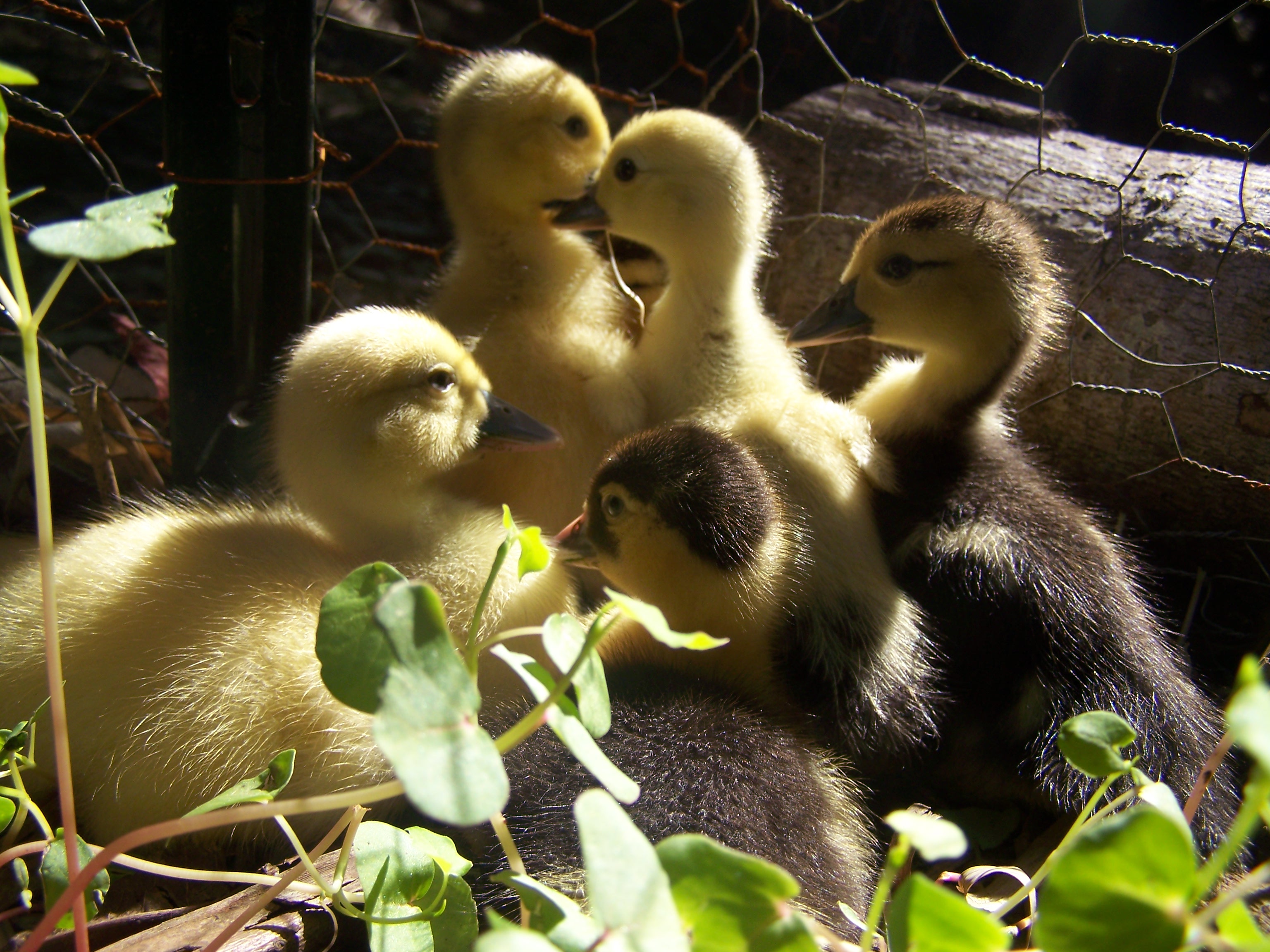 We picked them up on Wednesday. I'm not sure how old they are. So cute and downy!