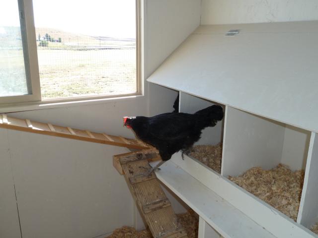 We put hinges on the top of the nesting boxes just in case I need to lift it for cleaning or to get out a chicken who is having an attitude.