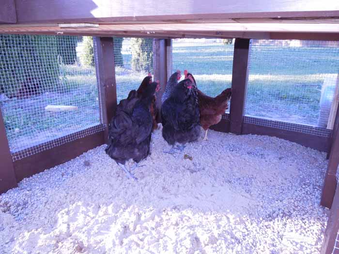 We put pea gravel and sand in the run. Of course, now they have dug and stirred dirt into all of it, but I really like the sand in there, helps it dry out quicker and keeps it from becoming a sloppy mess when it rains.