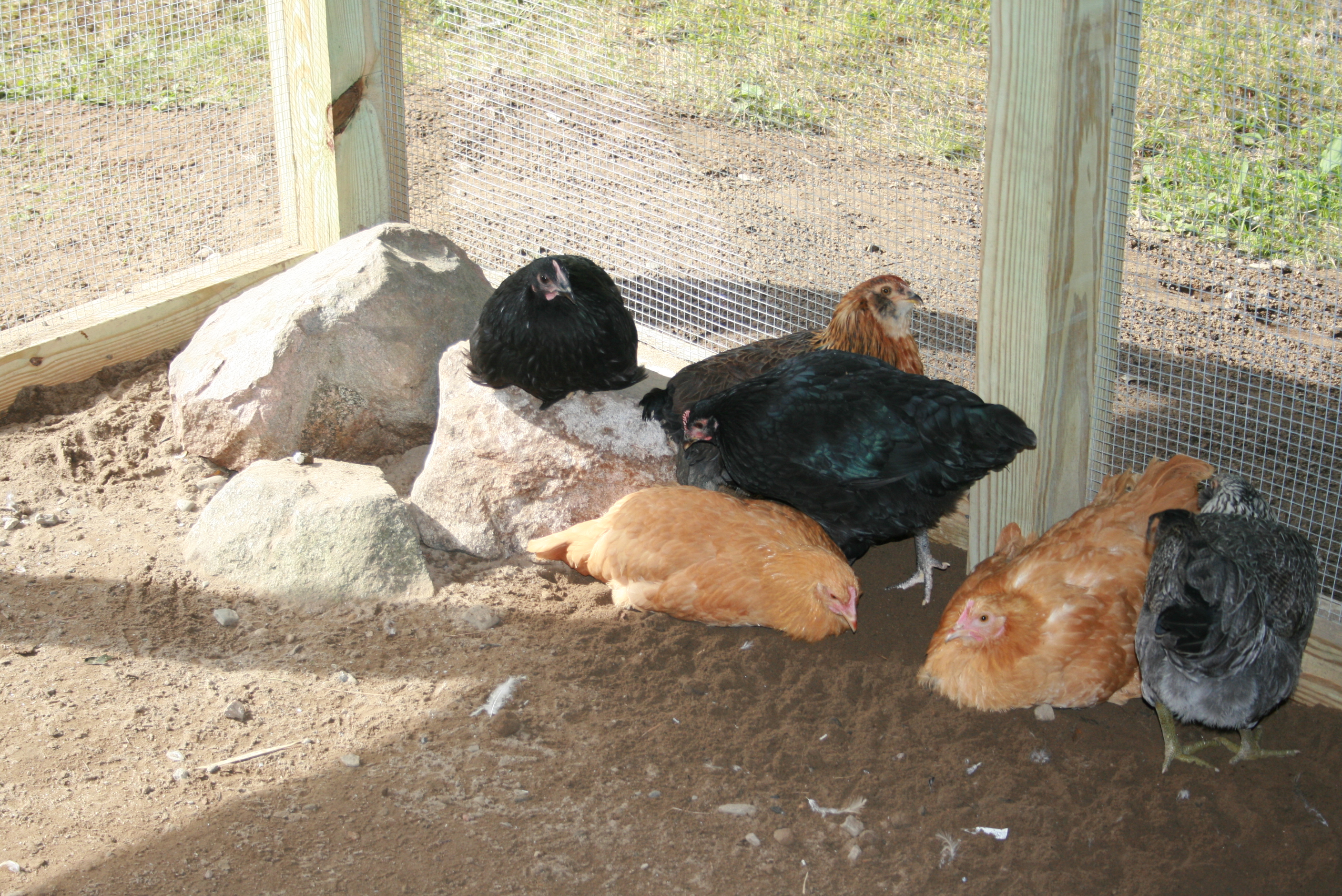 We put some big rocks in the run for climbing and roosting (and to simply give the run some landscape) and the girls LOVE them!  :)