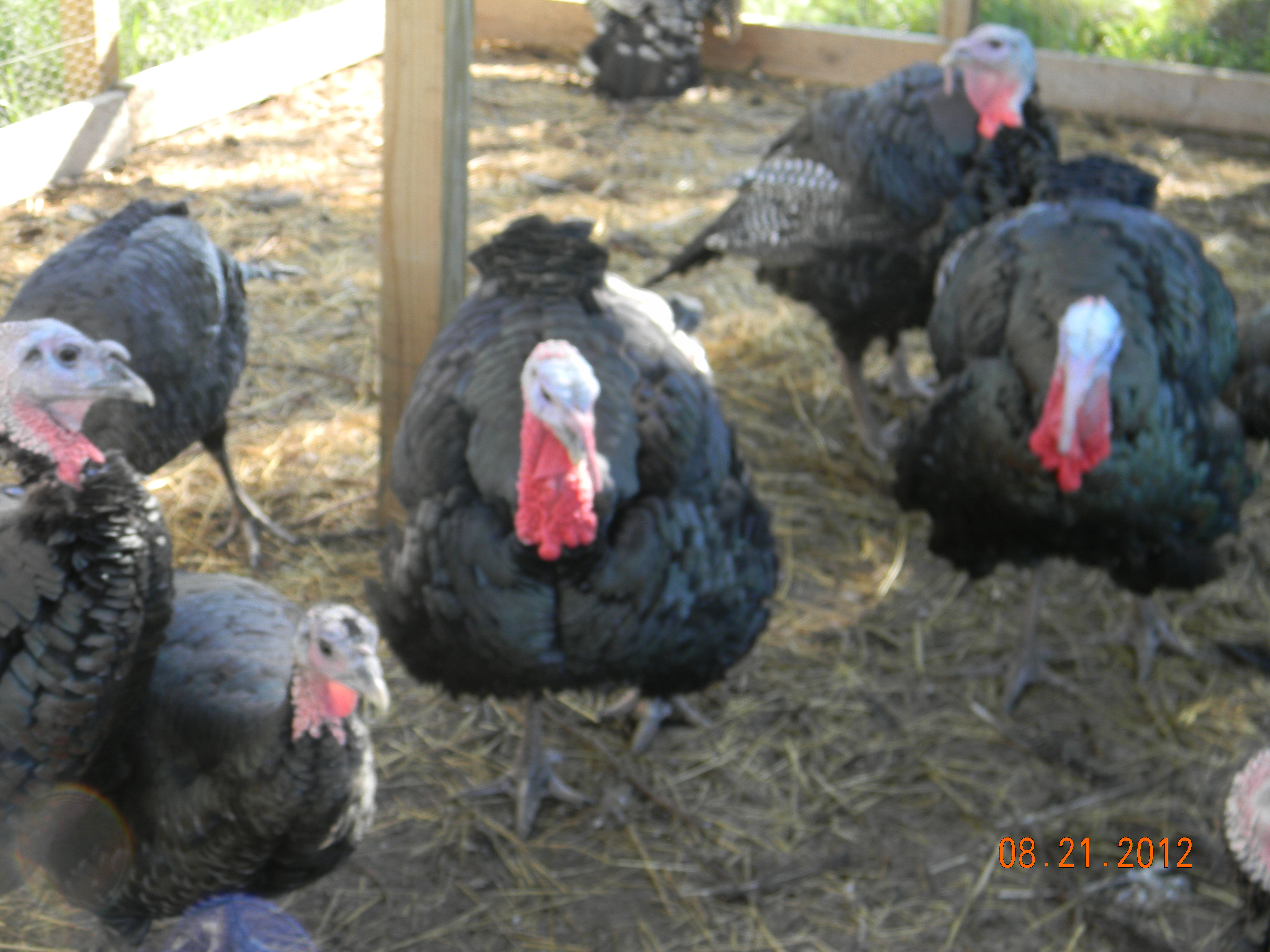 We raised 15 turkeys last year (2012).  It was a fun experience. If we ever do it again, we'll keep it at about 5.