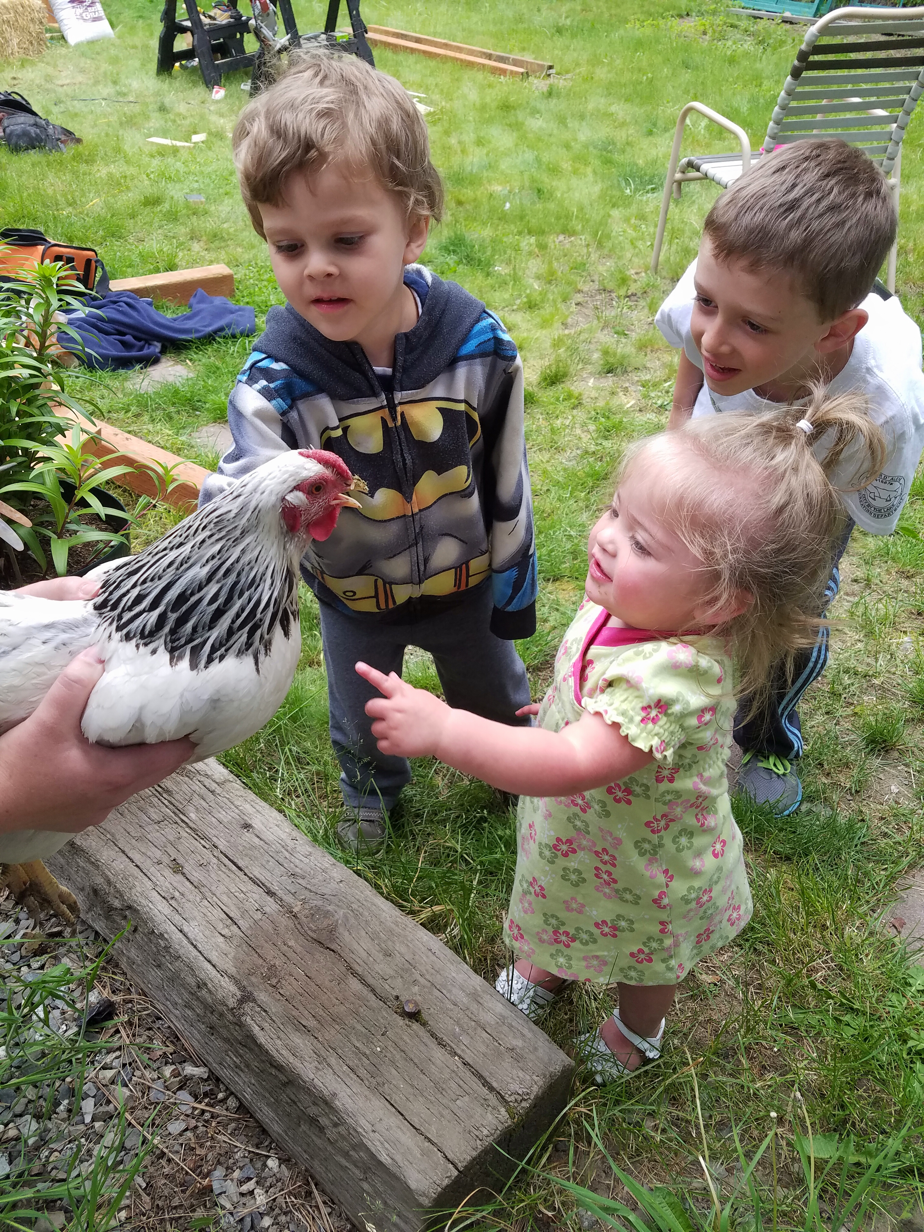 We rescued 6 laying hens. 3 Columbian Wyandottes and 3 Barred Rocks. They are 7-8 months old.  Our grandkids love them! We are getting 4-6 eggs per day.