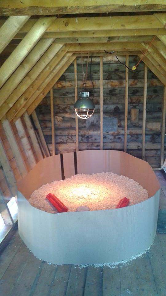 we set up our brooder in our chicken coop!! BackYard Chickens Learn