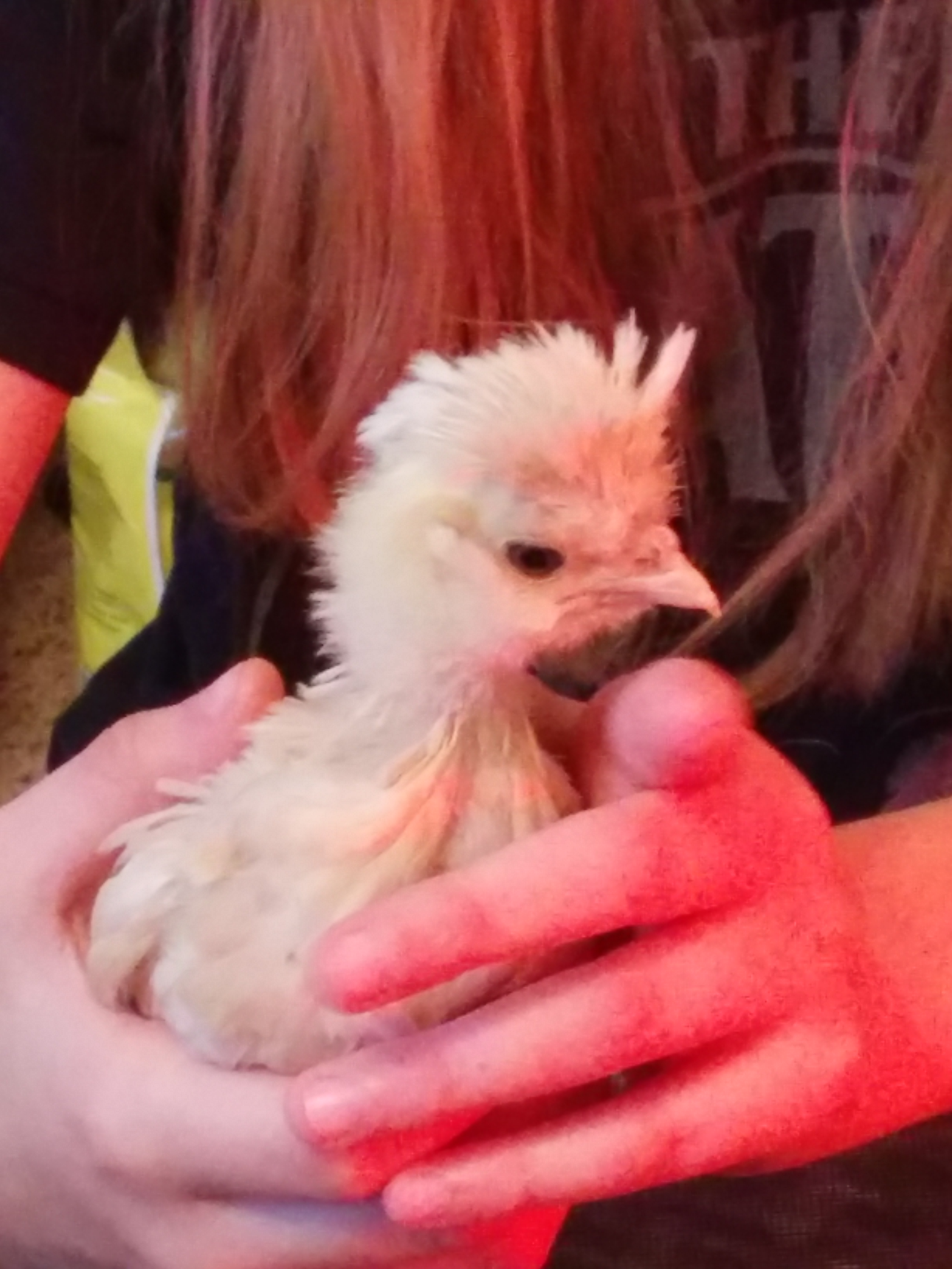 We started calling Beatrix David Bowie Chicken around this time she ( We hope she )  is almost 4 weeks old here.