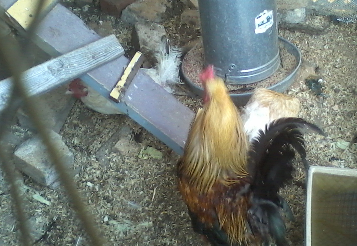 We suspend our feeders to keep mice out and pine shavings out. We use a large planter box to hold several gallons of fresh water, which comes in handy especially during the hot summer days we have had.