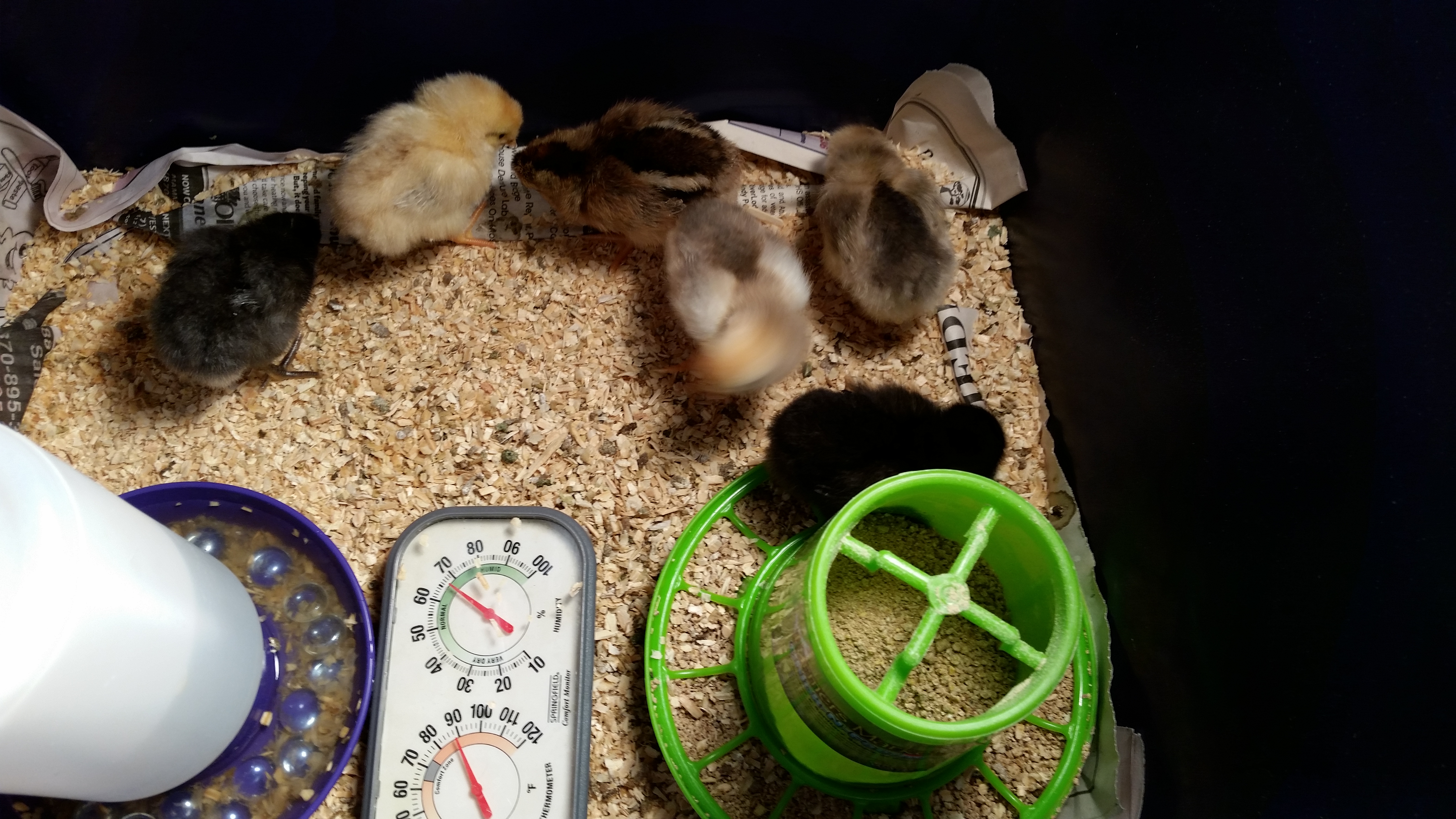 We think we're going to name them after Lord of the Rings characters.