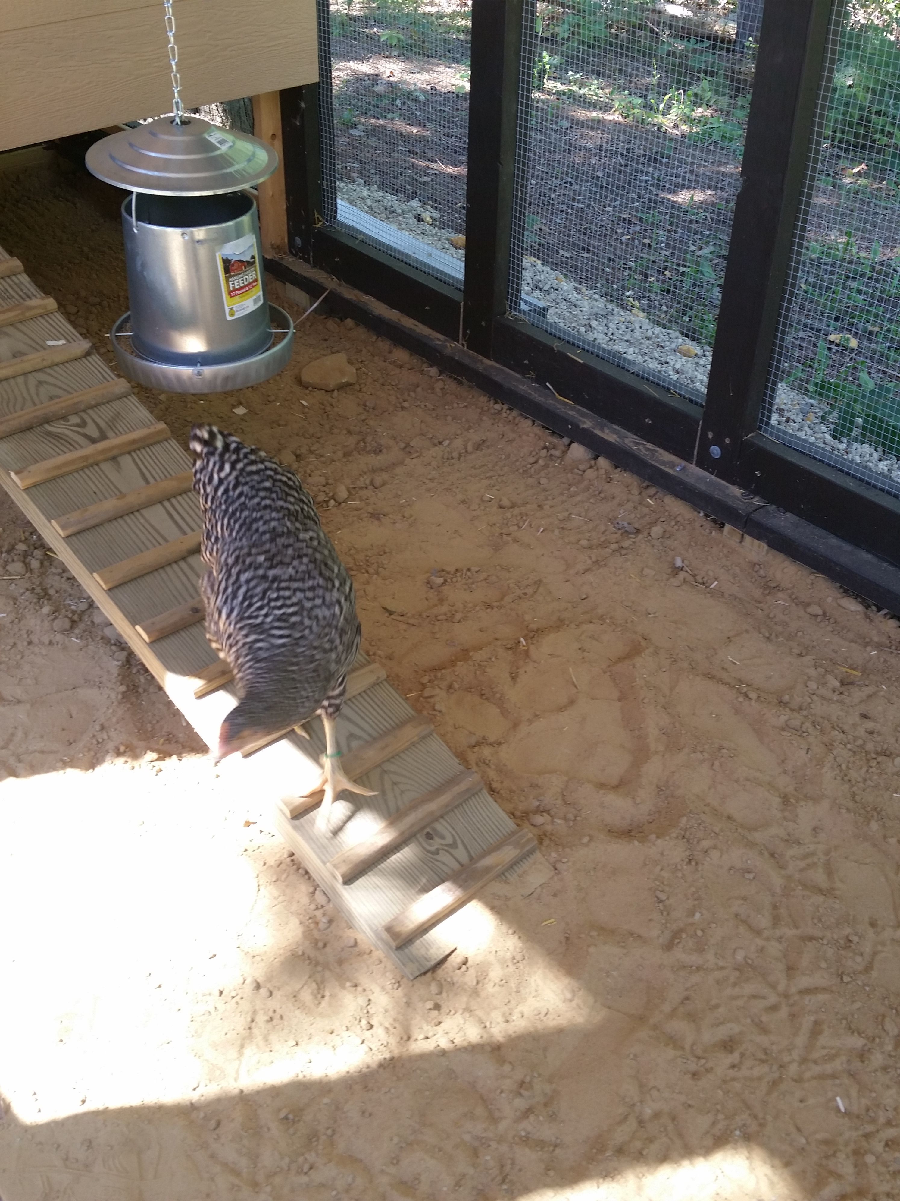 We wanted them to know where home and their roost were, so the girls were kept in the coop for about a week before we allowed them out in the run.  Here one of the Bard's is tentatively exploring for the first time.