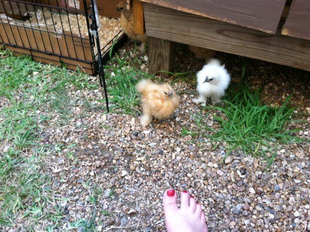 We were excited and immediately began to peck at ants, grass, etc.  We were busy on our first outing!