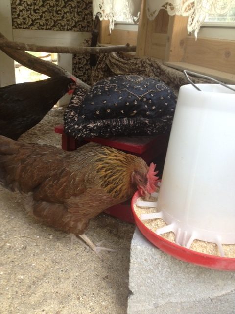 we were told by the breeder this hen was a Rhode Island Red(we think the correct breed is a Welsummer -at anyrate her name is Louise